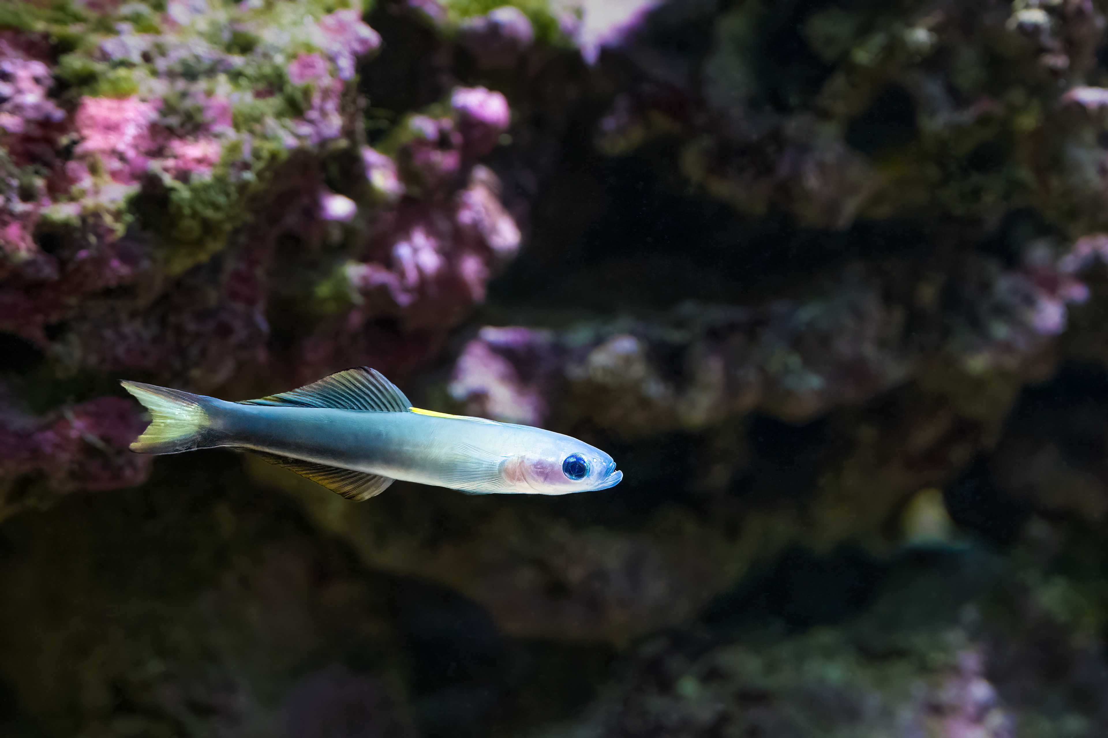 Hlaváčovec černoploutvý (Ptereleotris evides)