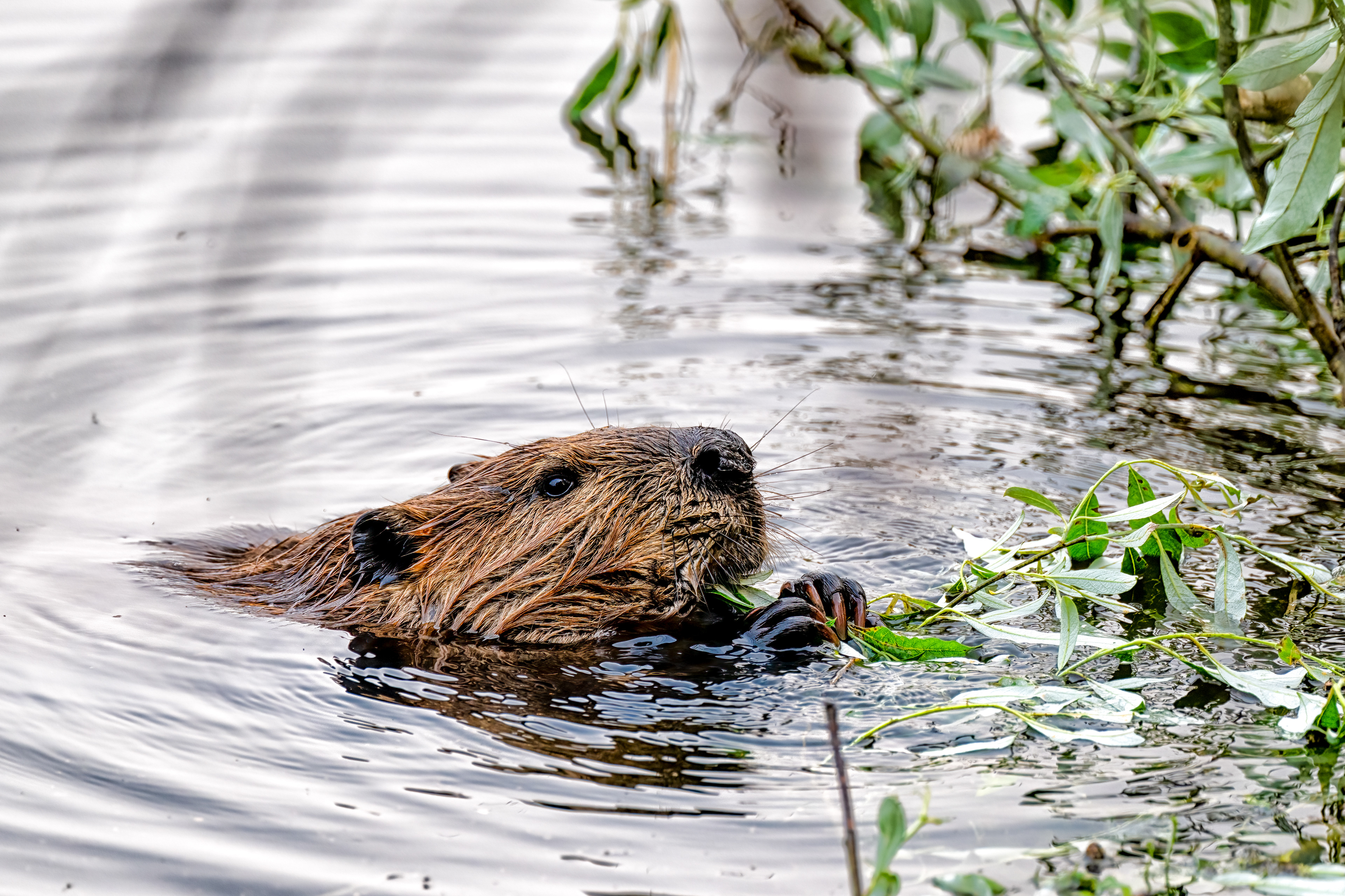 Bobr kanadský (Castor canadensis), Aljaška, 07/2023