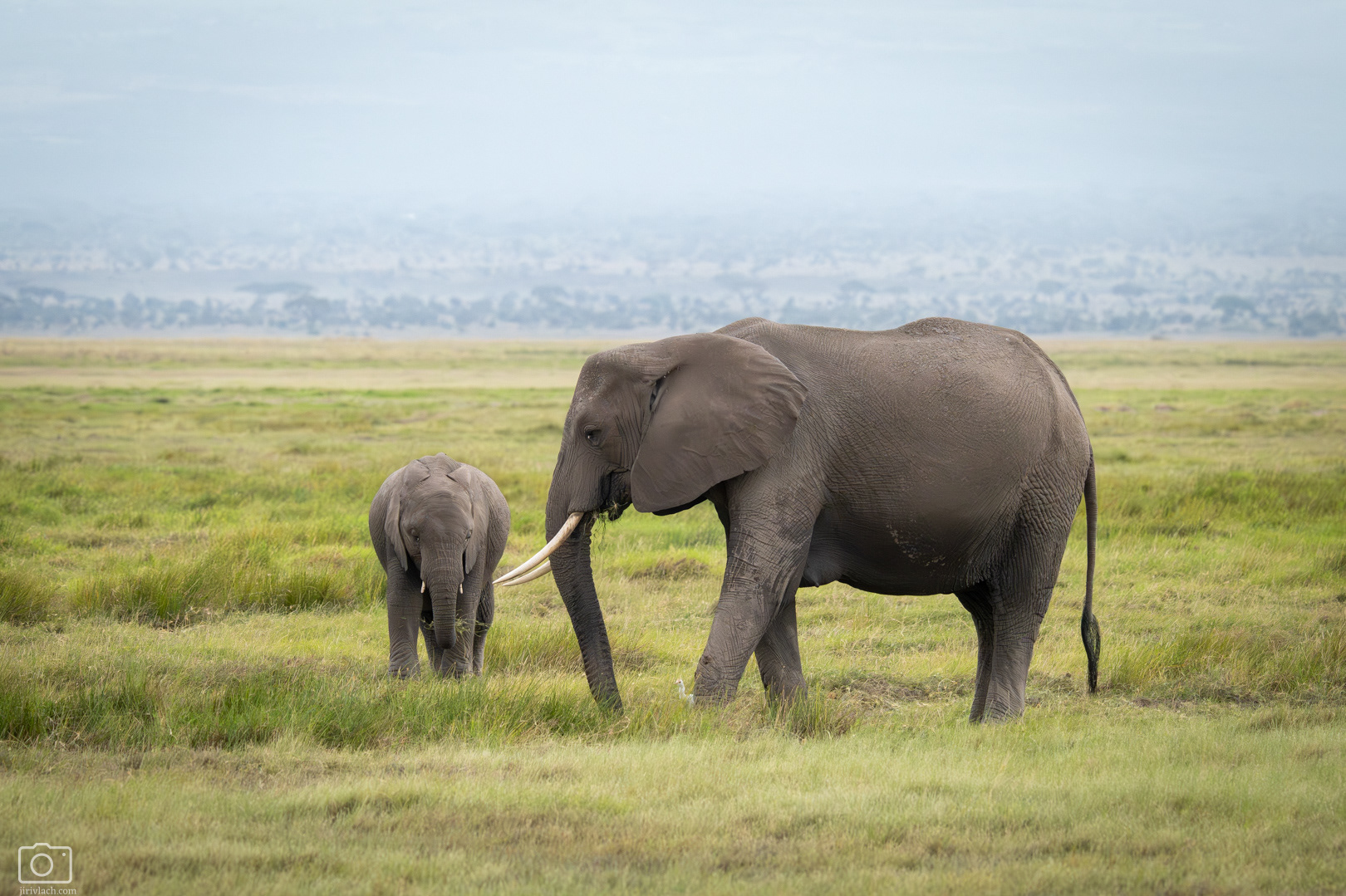 Slon africký (Loxodonta africana), Keňa - NP Amboseli, 12/2025