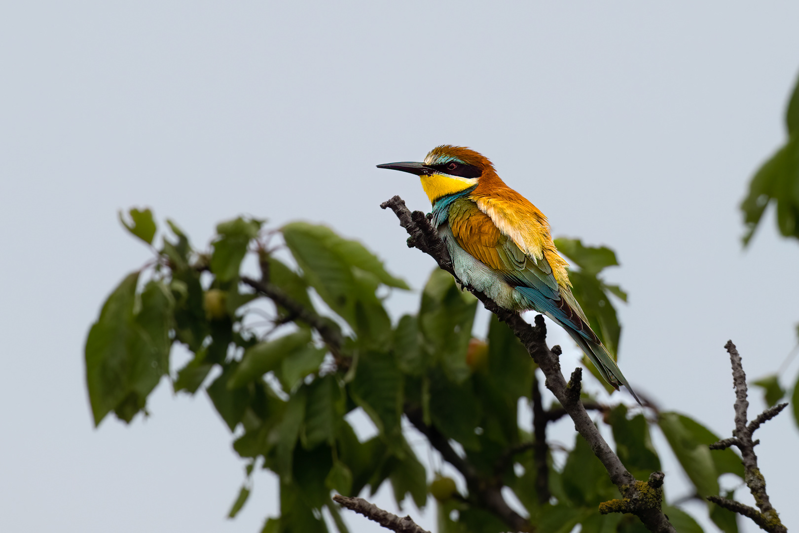 Vlha pestrá (Merops apiaster), jižní Morava, 06/2023