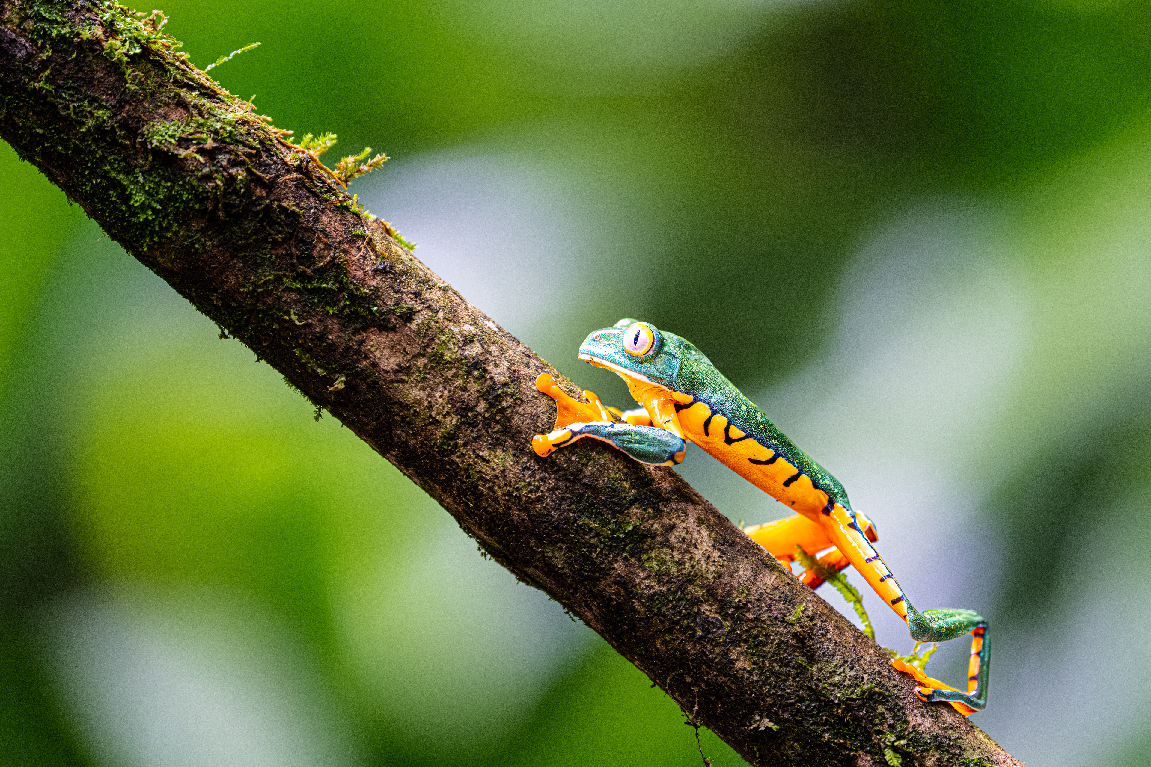 Listovnice ostruhatá (Splendid leaf frog, Cruziohyla calcarifer, syn. Agalychnis calcarifer)