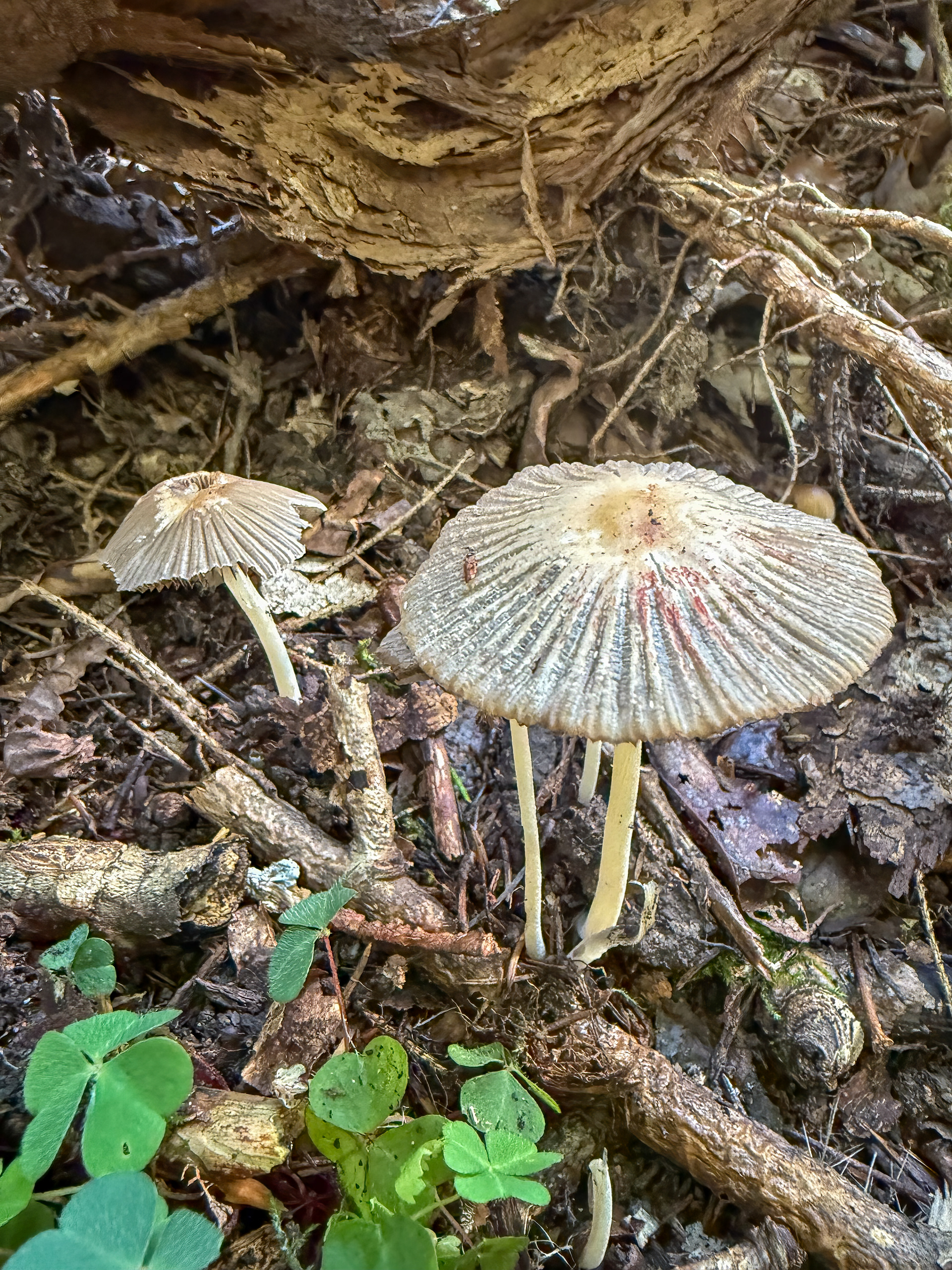 Hnojník (Parasola), Pyšely, 09/2025