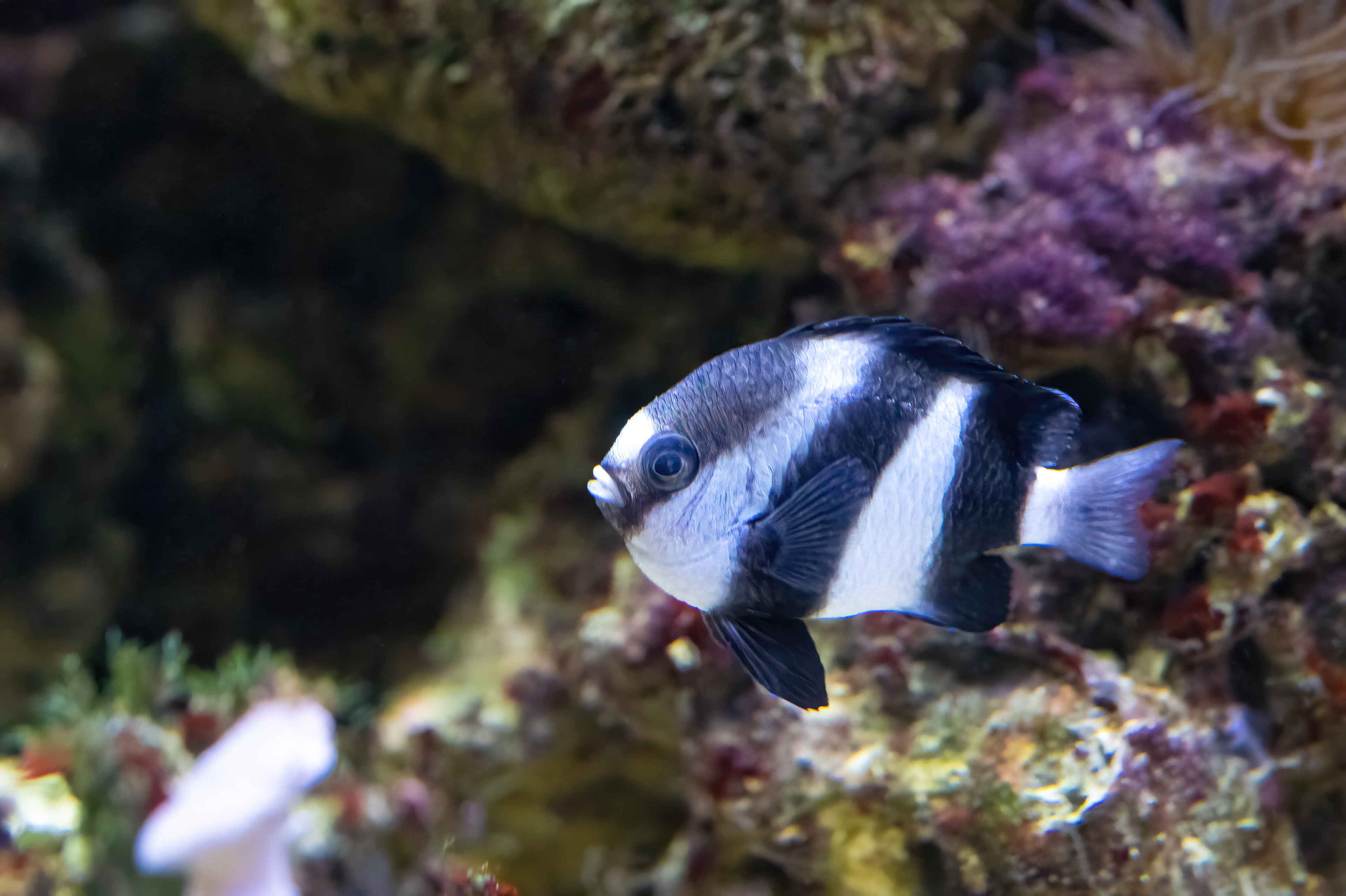 Komorník běloocasý (Dascyllus aruanus)