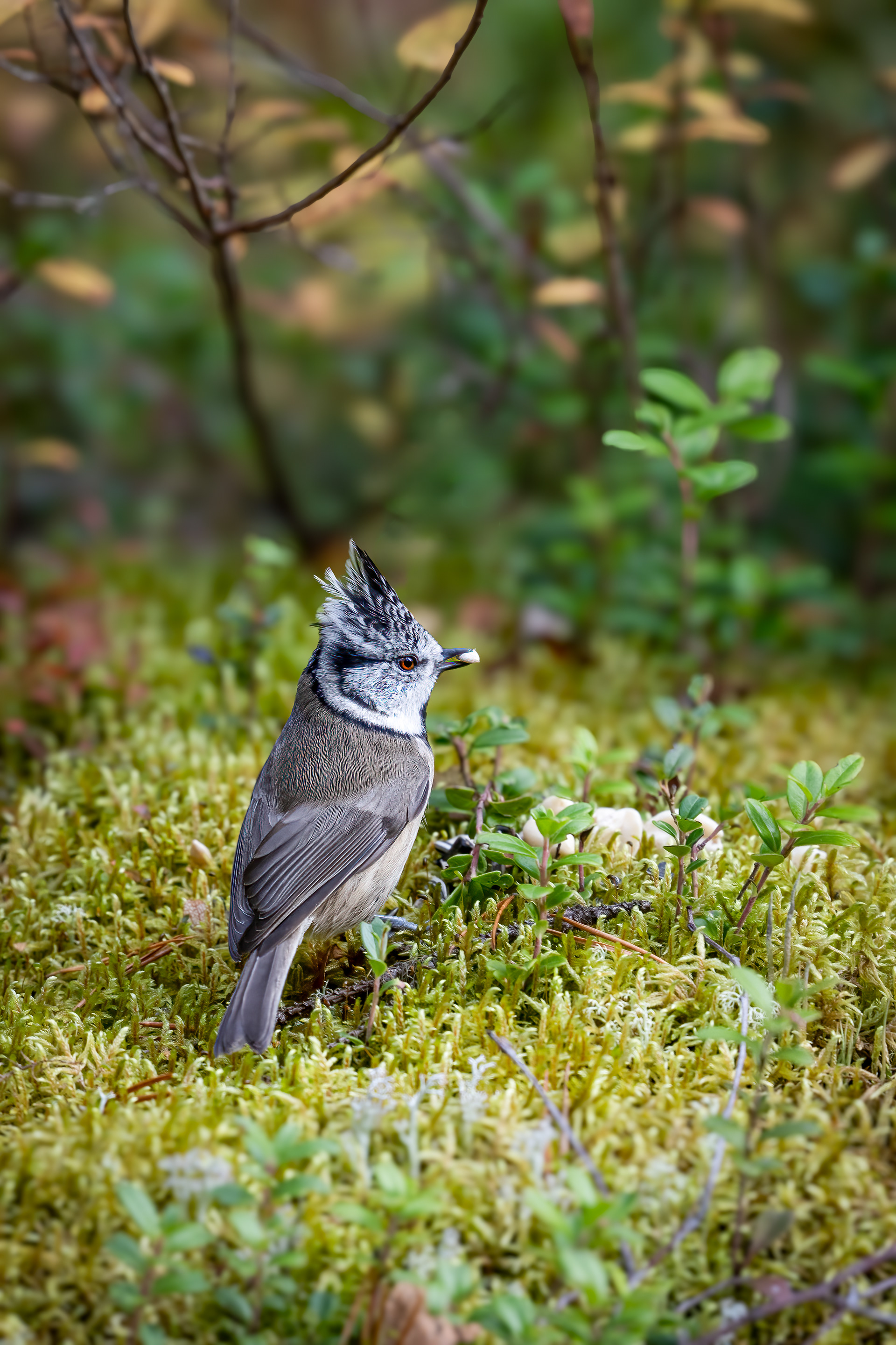 Sýkora parukářka (Parus cristatus), Finsko, 09/2025