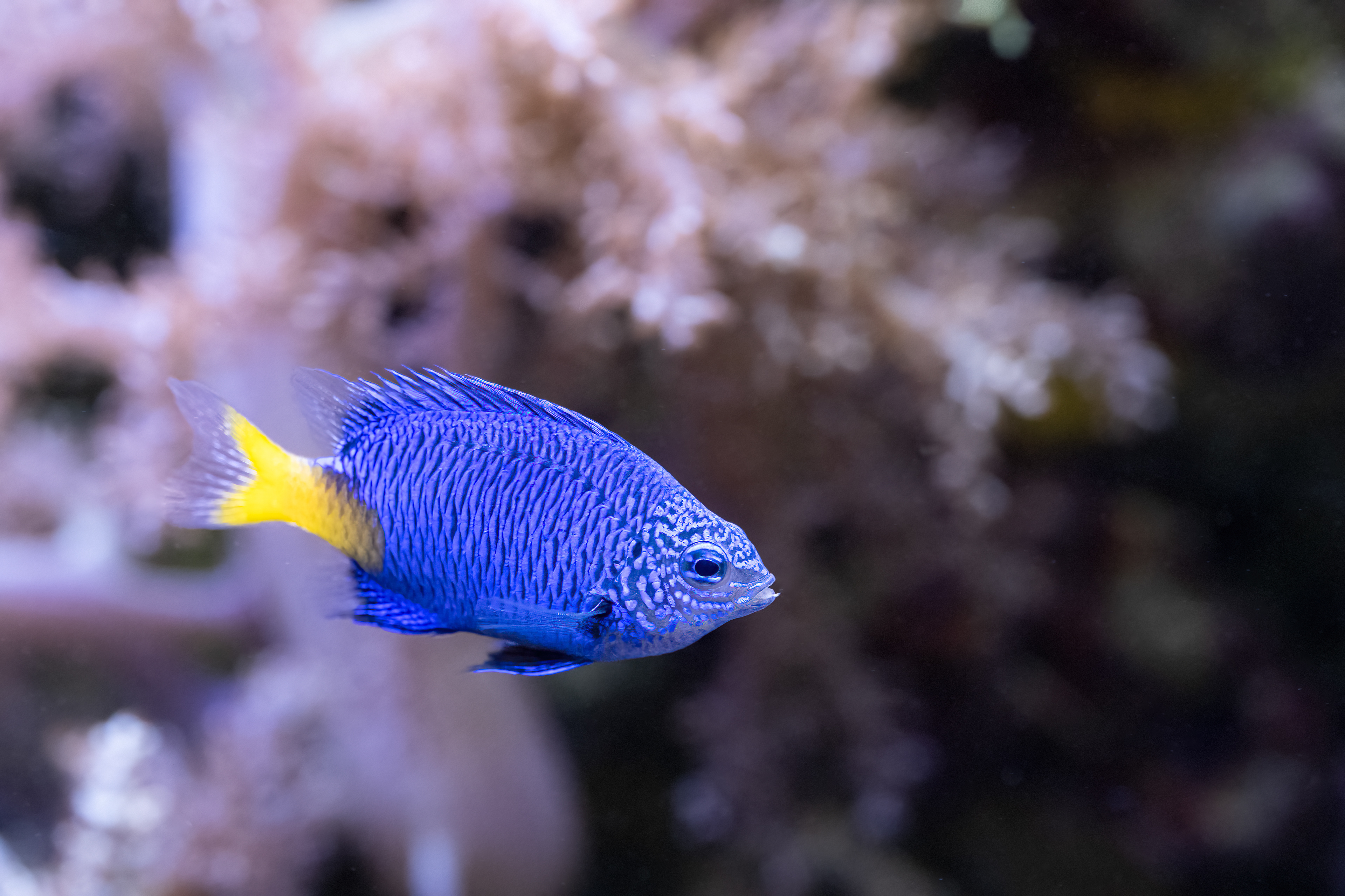 Sapínek zlatoocasý (Chrysiptera parasema)