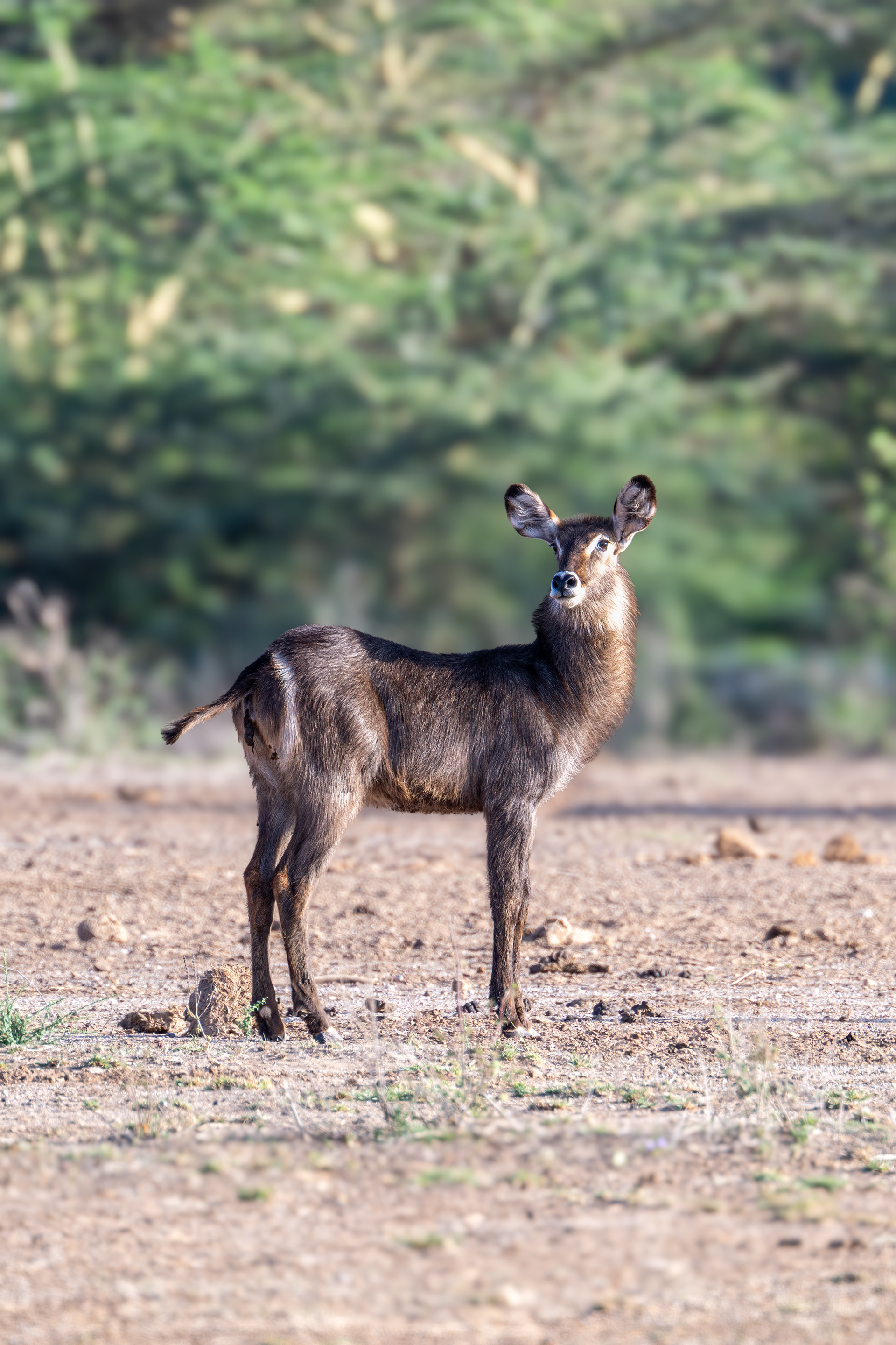 Voduška velká (Kobus ellipsiprymnus), Kenya, 12/2025