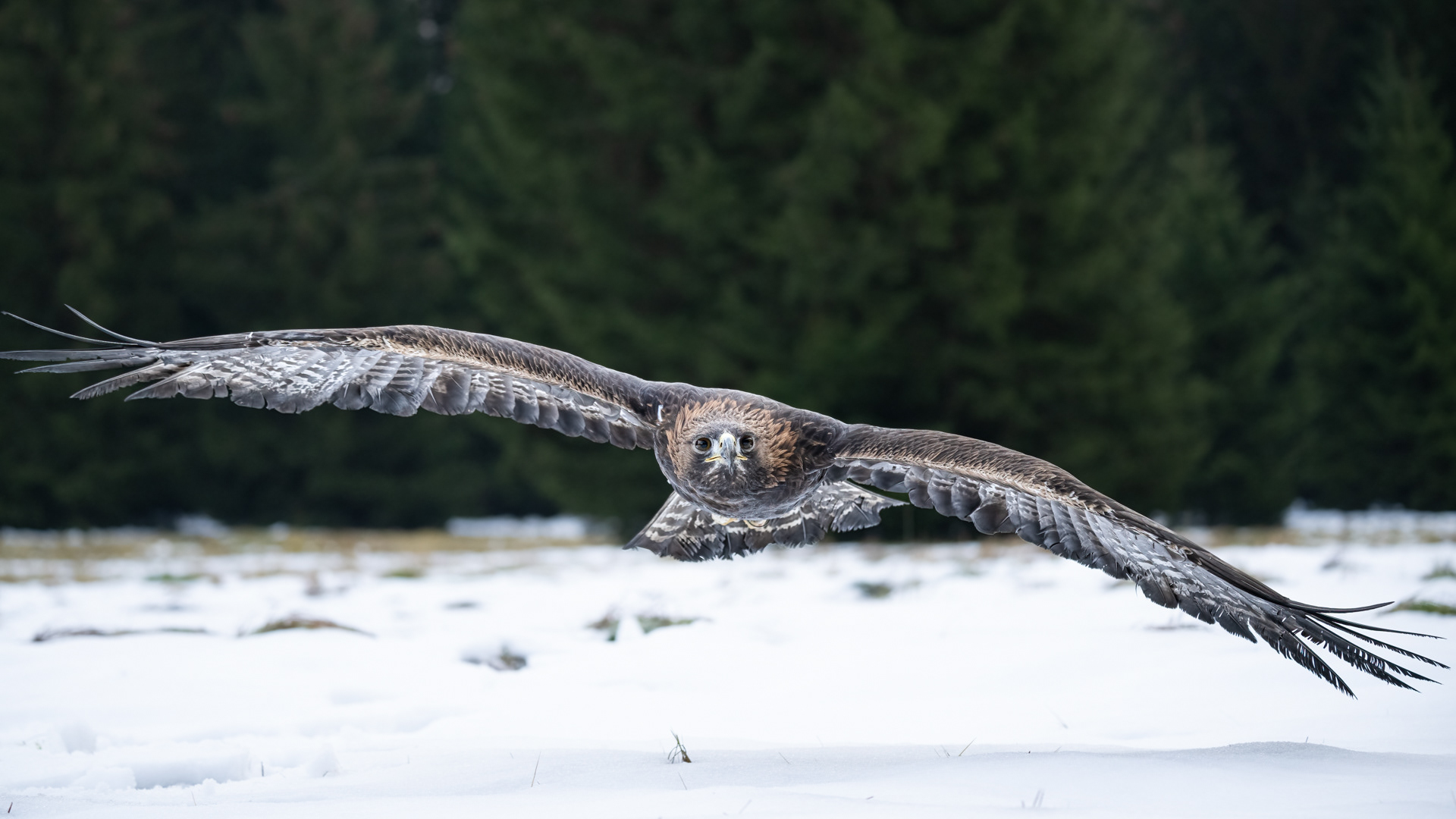 Orel skalní (Aquila chrysaetos), Vysočina, 12/2022