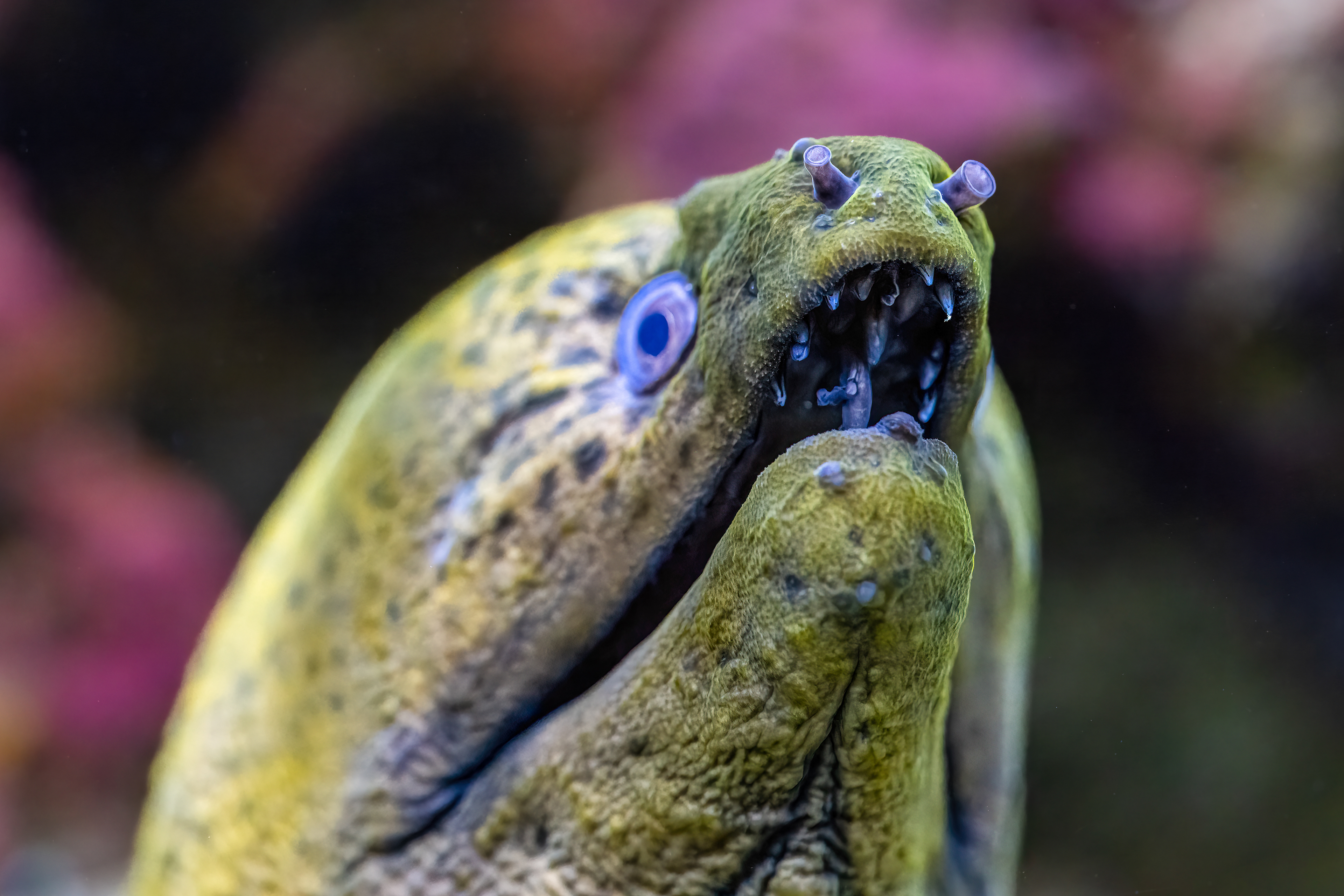 Muréna jávská (Gymnothorax javanicus)