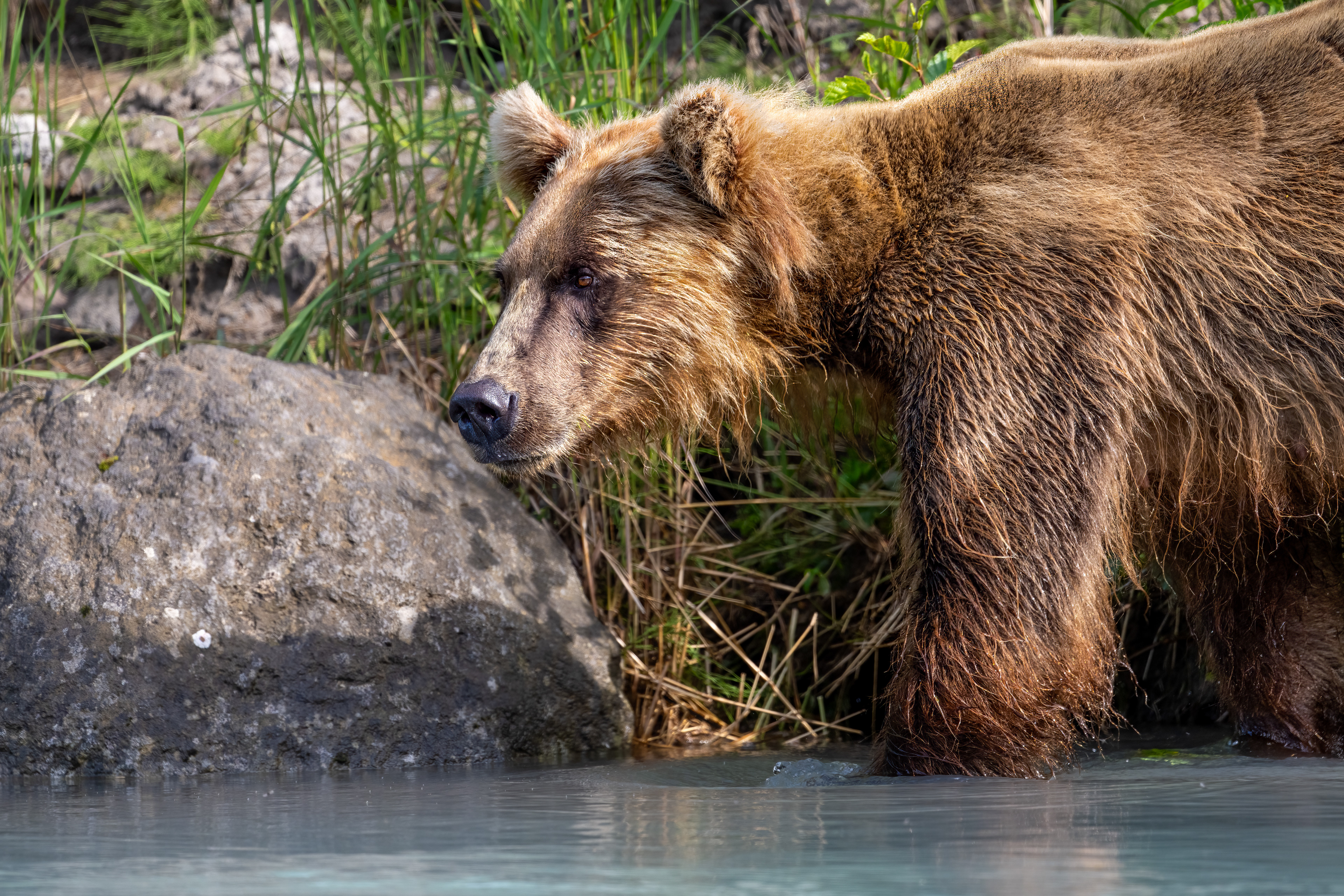 Medvěd grizzly (Ursus arctos horribilis), Aljaška, 07/2023