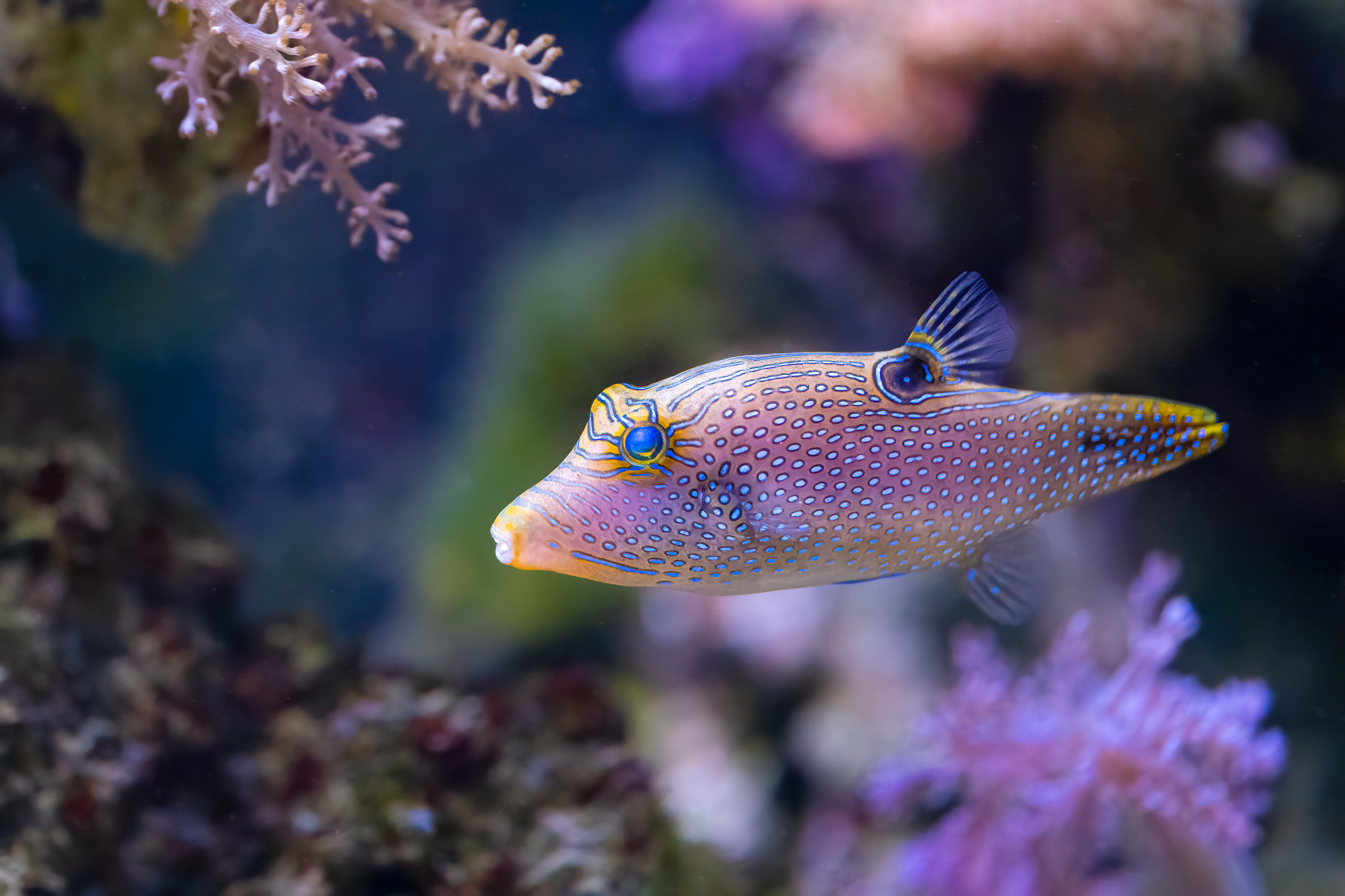 Hranobřich Solandrův (Canthigaster solandri)