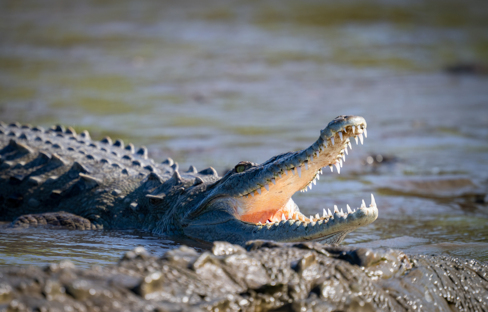 Krokodýl americký (Crocodylus acutus), Kostarika 1/2025