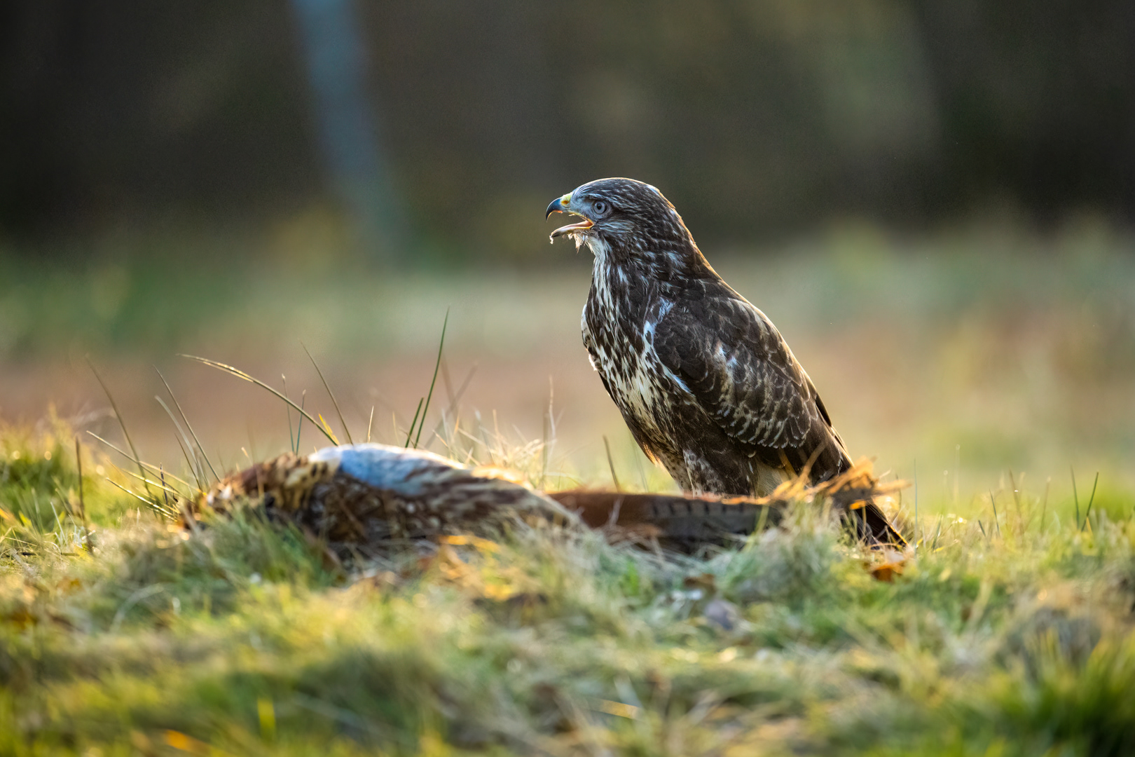 Káně lesní (Buteo buteo), Vysočina, 12/2022