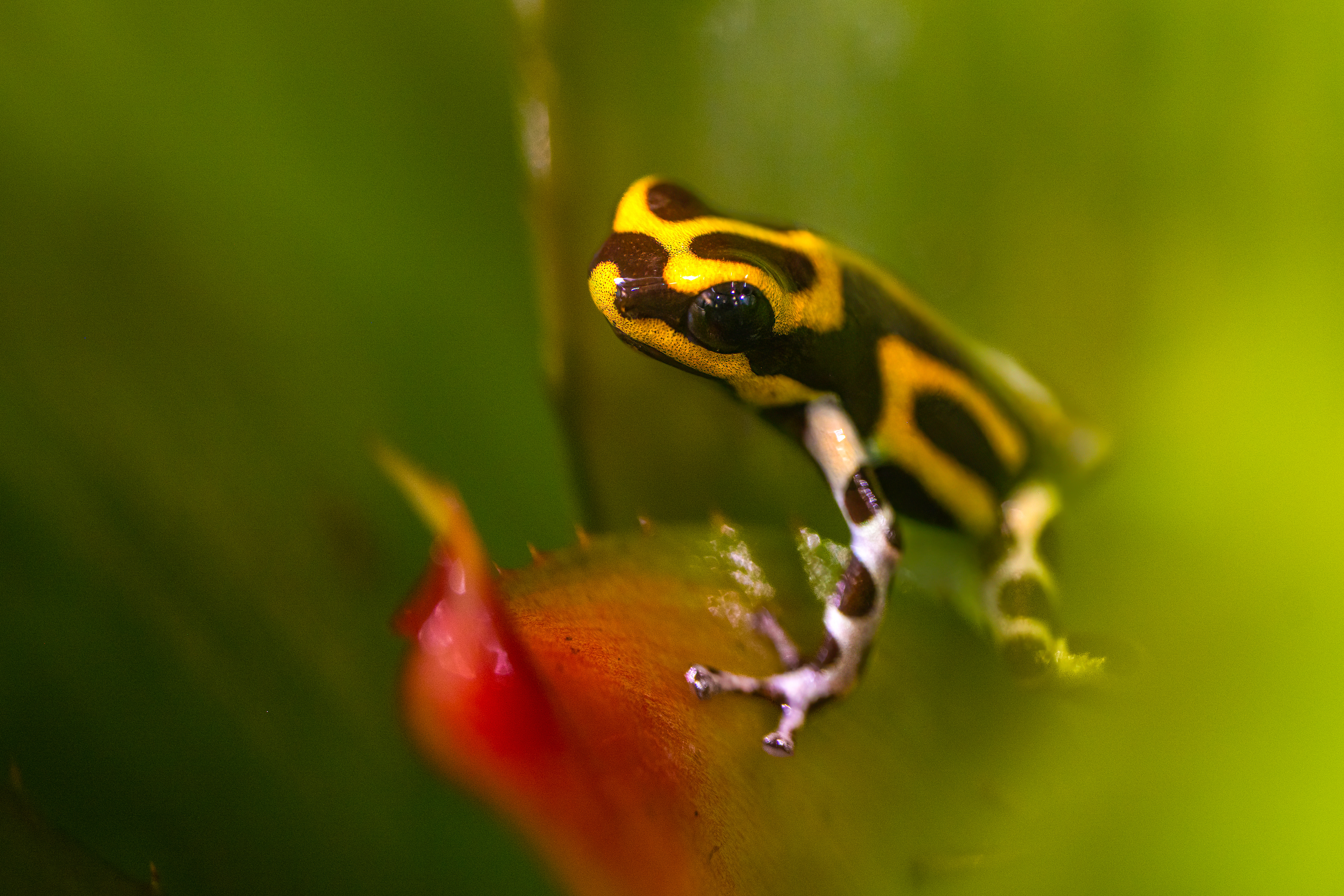Pralesnička Summersova (Ranitomeya summersi f. reticulated), 08/2024