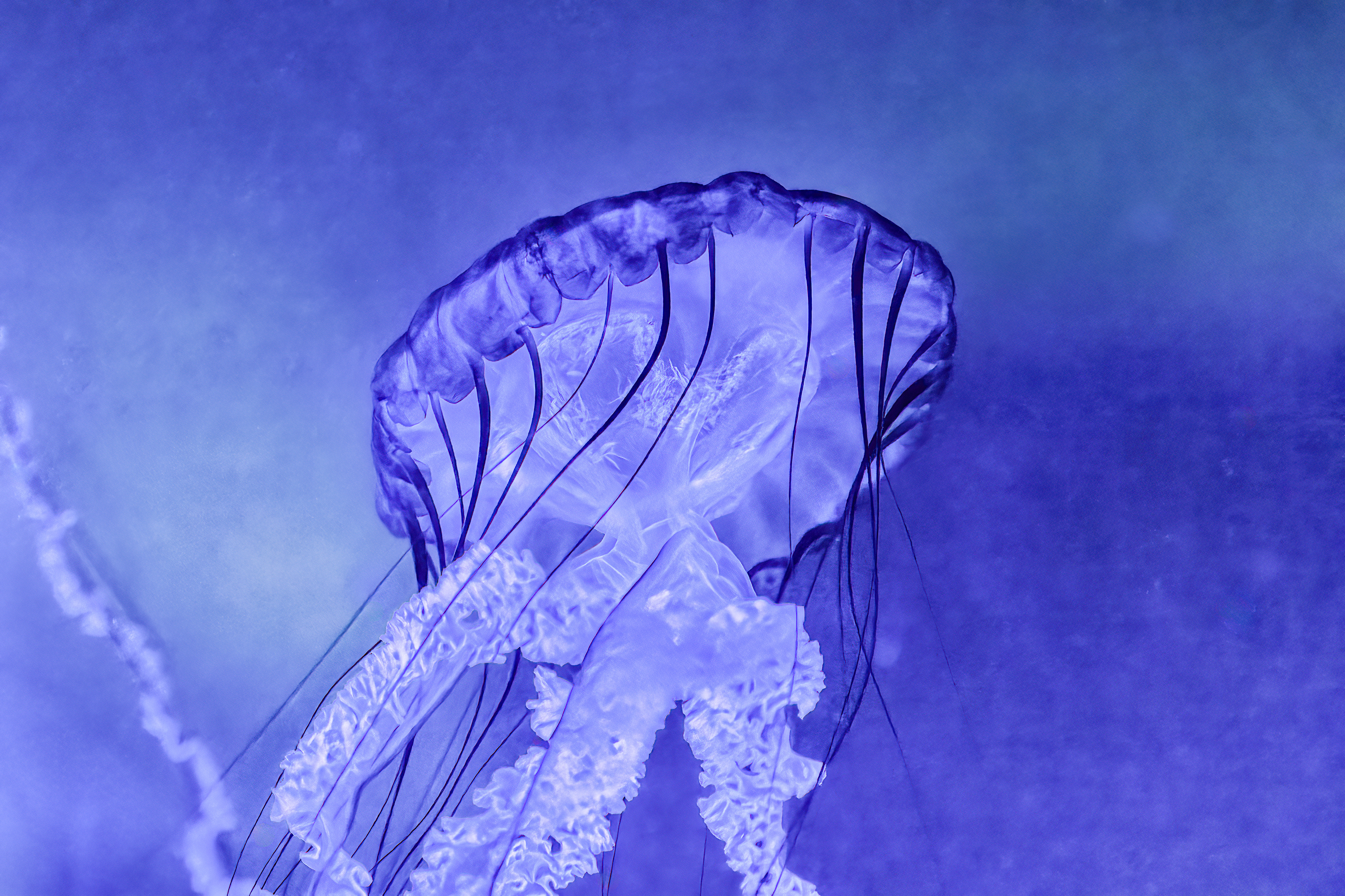 Talířovka východopacifická (Chrysaora fuscescens)