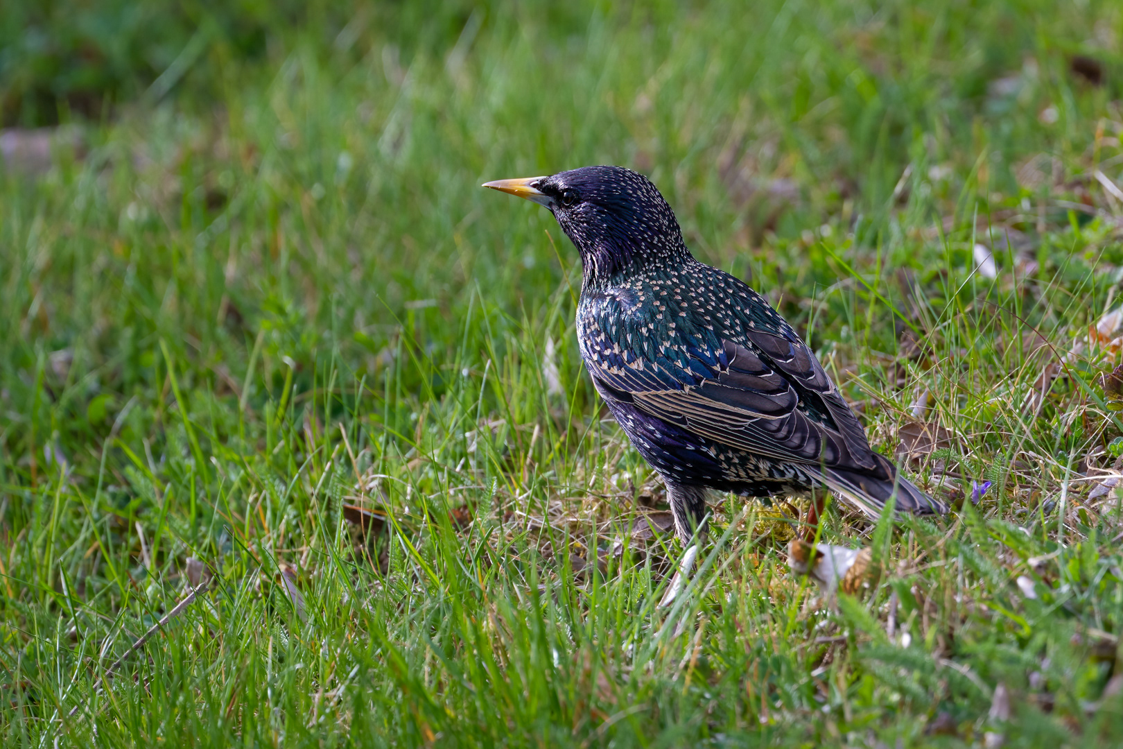 Špaček obecný (Sturnus vulgaris), Pyšely, 03/2024