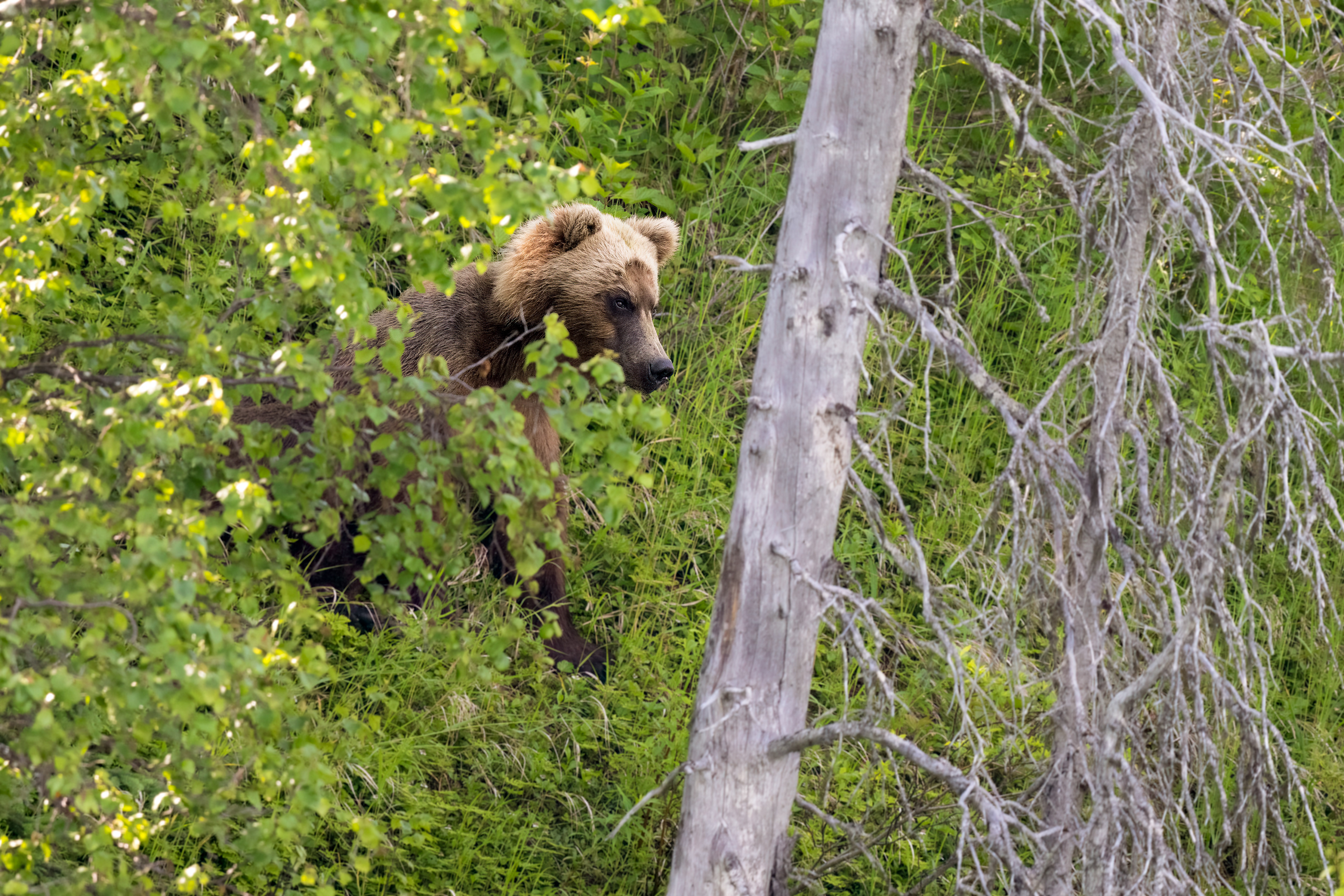 Medvěd grizzly (Ursus arctos horribilis), Aljaška, 07/2023