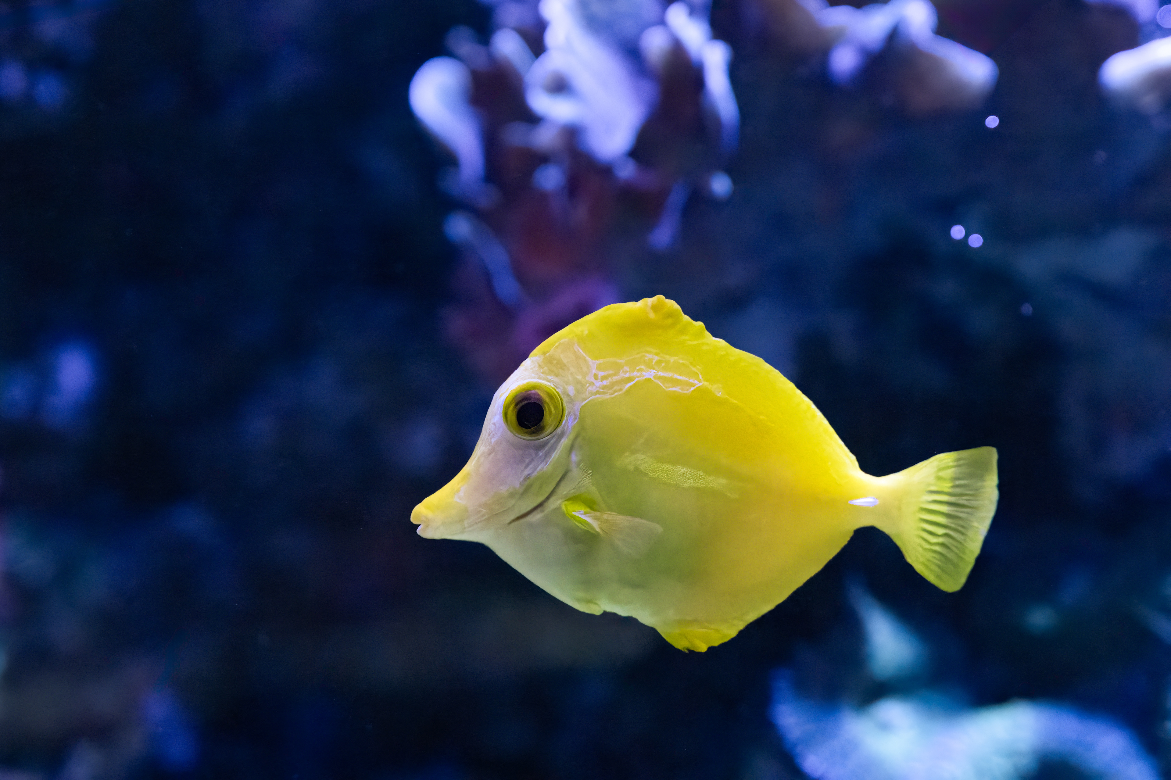 Bodlok žlutý (Zebrasoma flavescens)