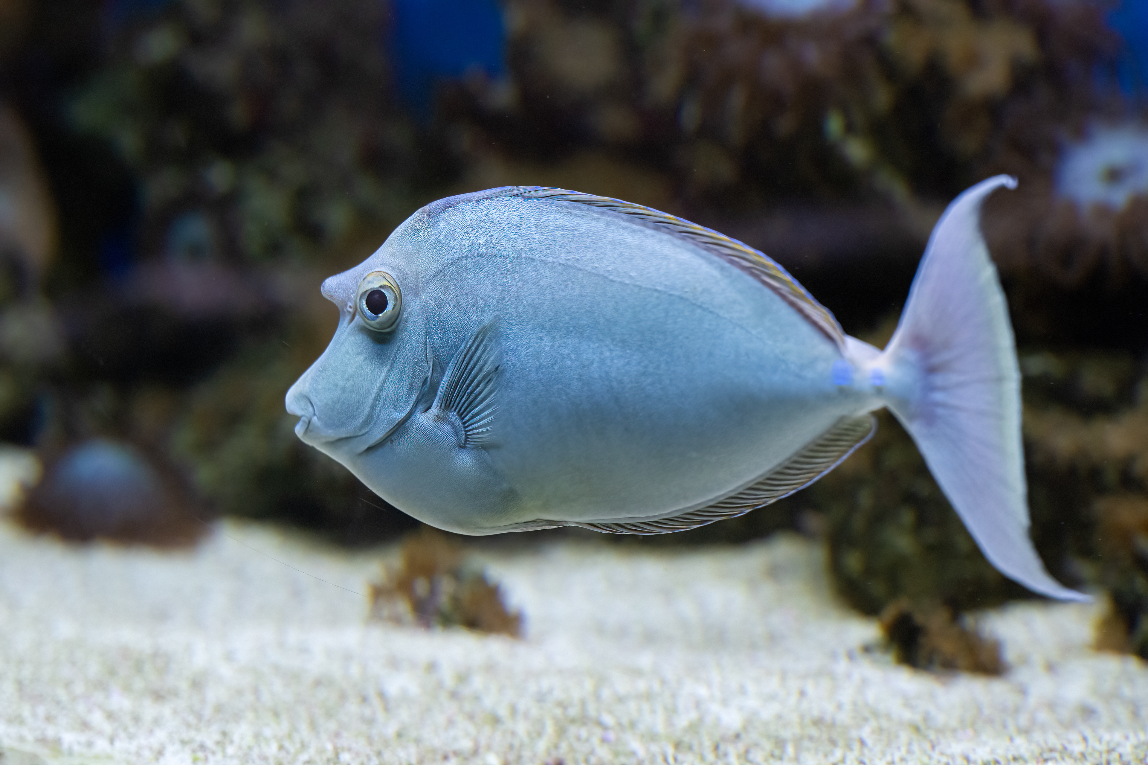 Bodlok jednorohý (Naso unicornis)