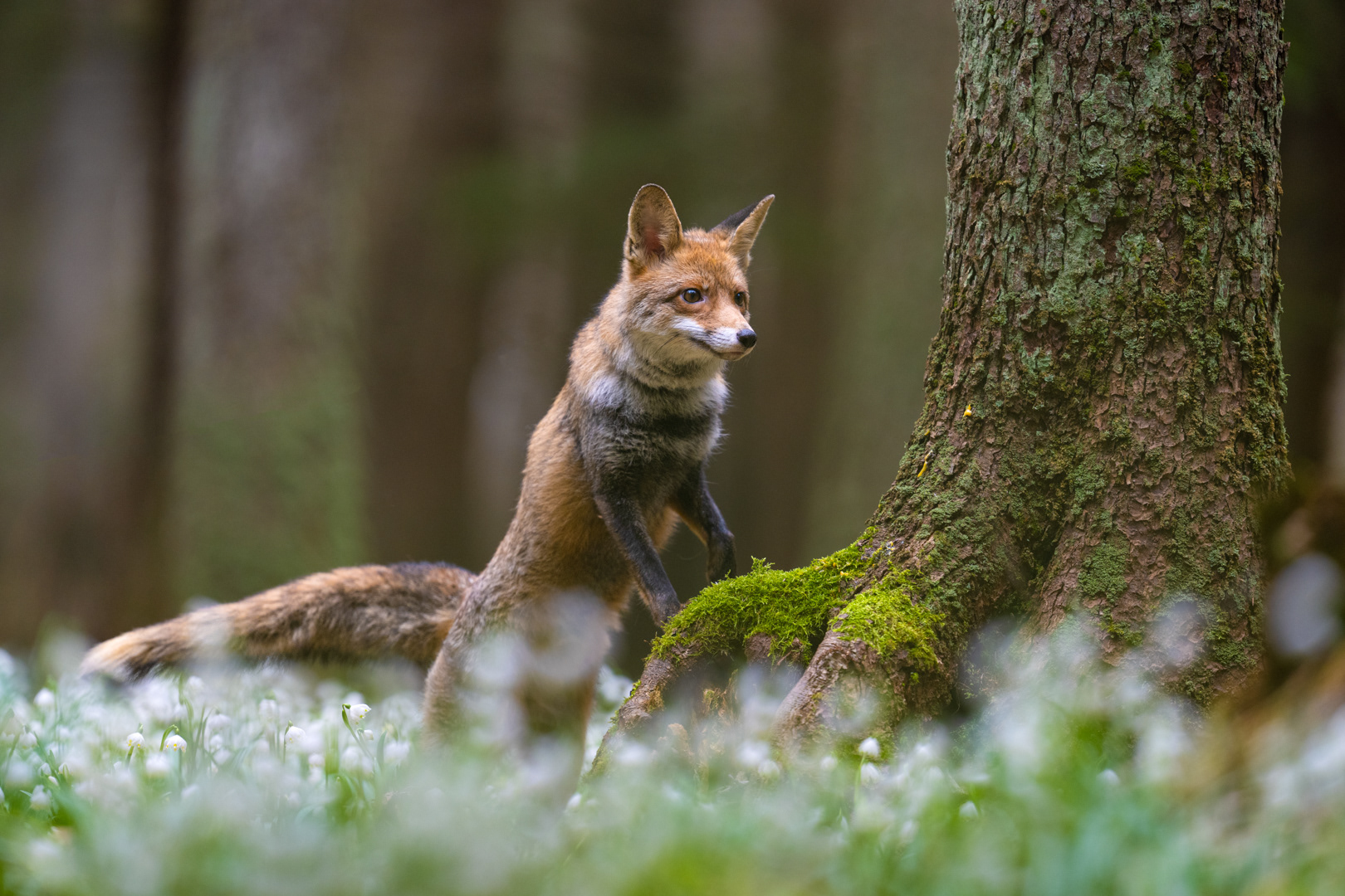 Liška obecná (Vulpes vulpes), Vysočina, 03/2024