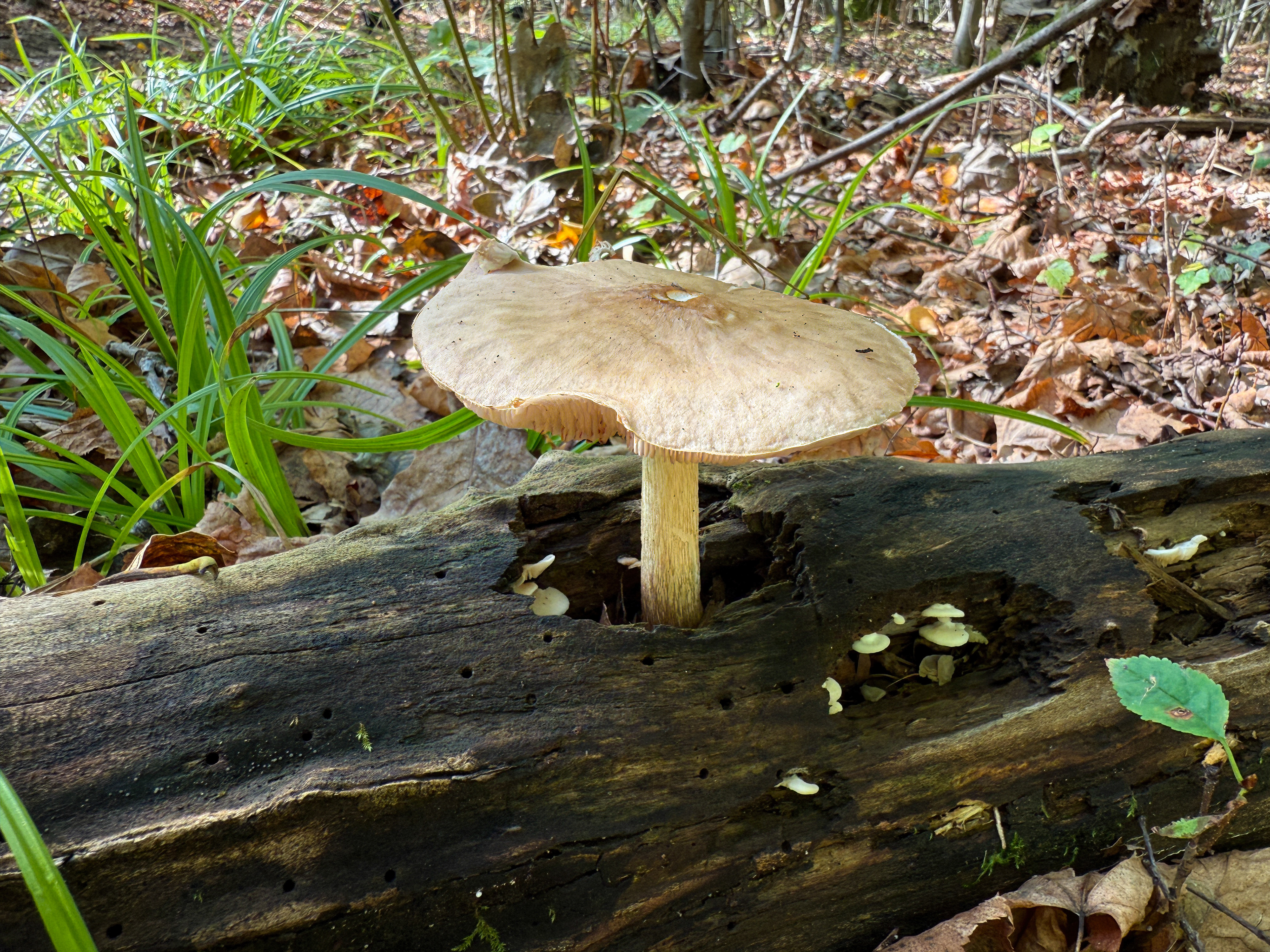 Štítovka jelení (Pluteus cervinus)