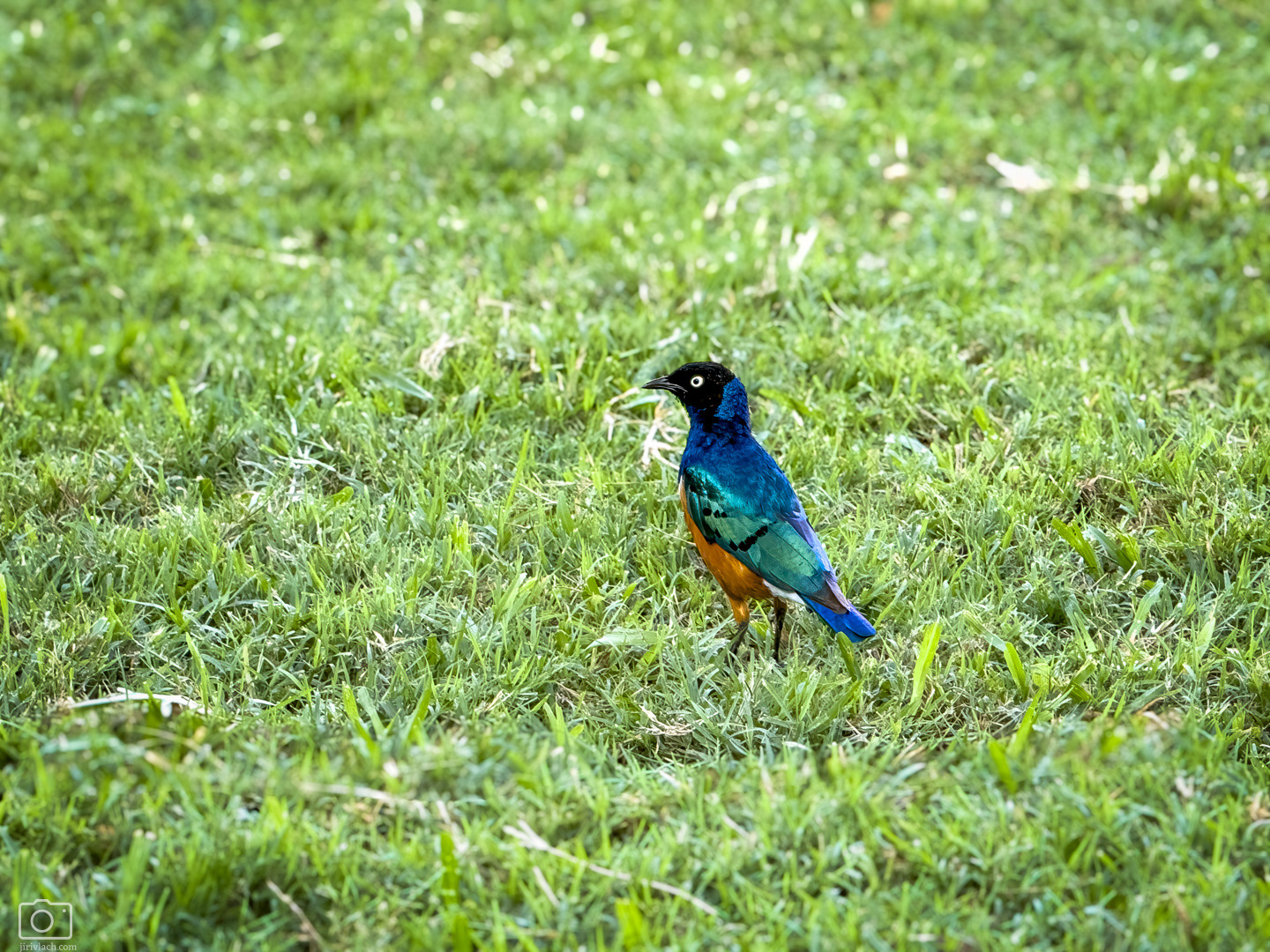Leskoptev nádherná (Lamprotornis superbus), Kenya, 12/2025