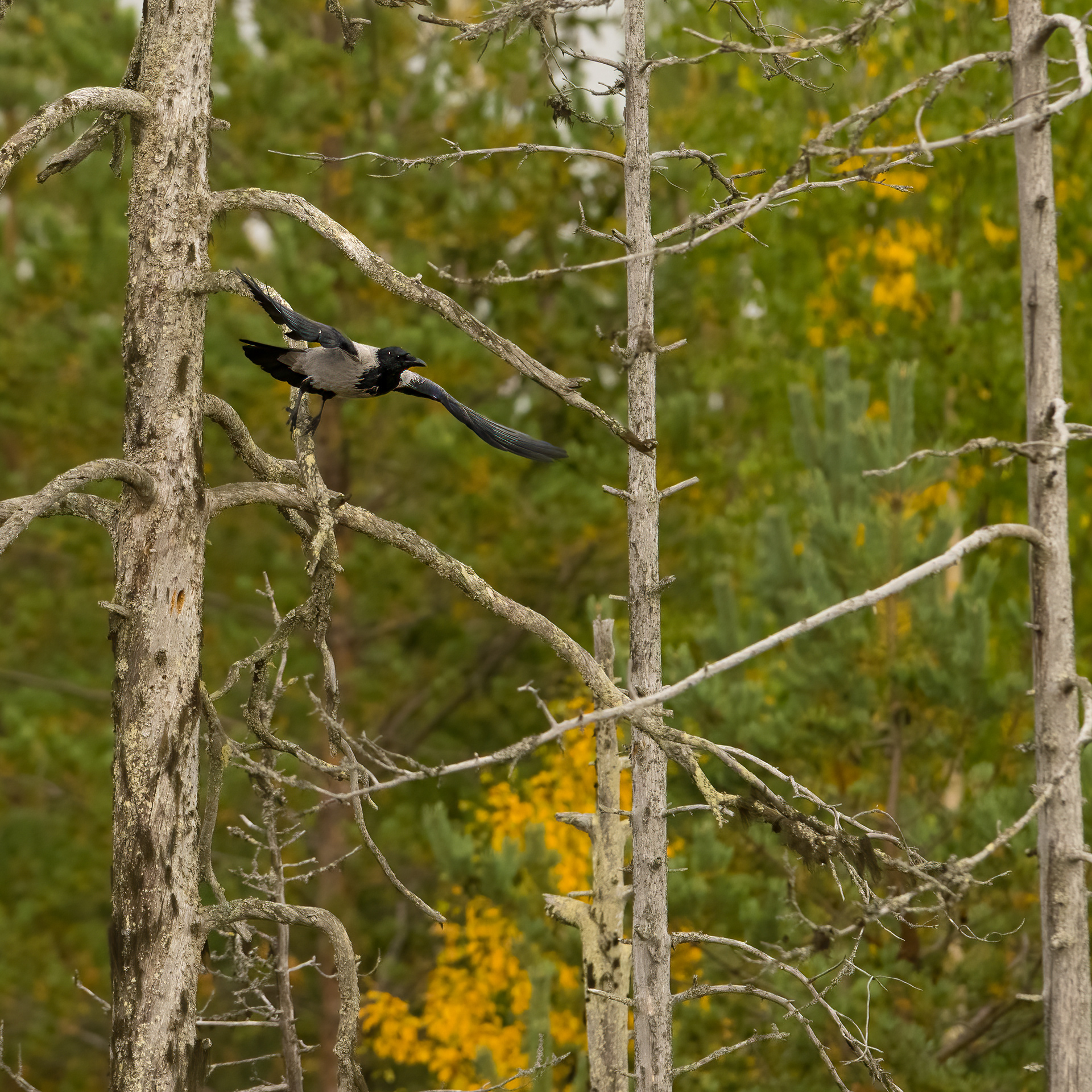 Vrána šedá (Corvus cornix), Finsko, 09/2022