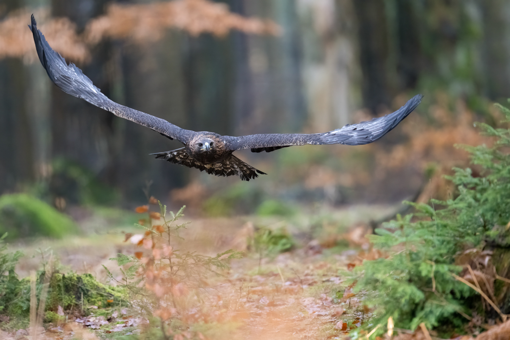Orel skalní (Aquila chrysaetos), Vysočina, 02/2024