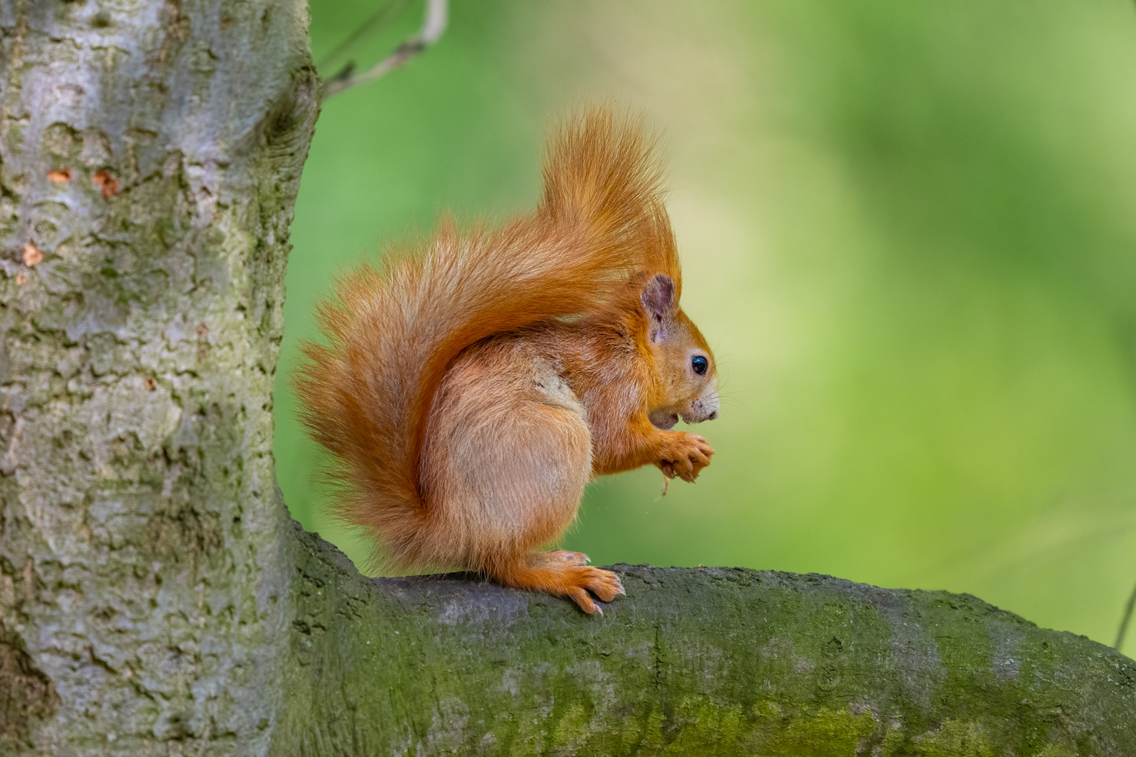 Veverka obecná (Sciurus vulgaris), Štěpánka, 04/2024