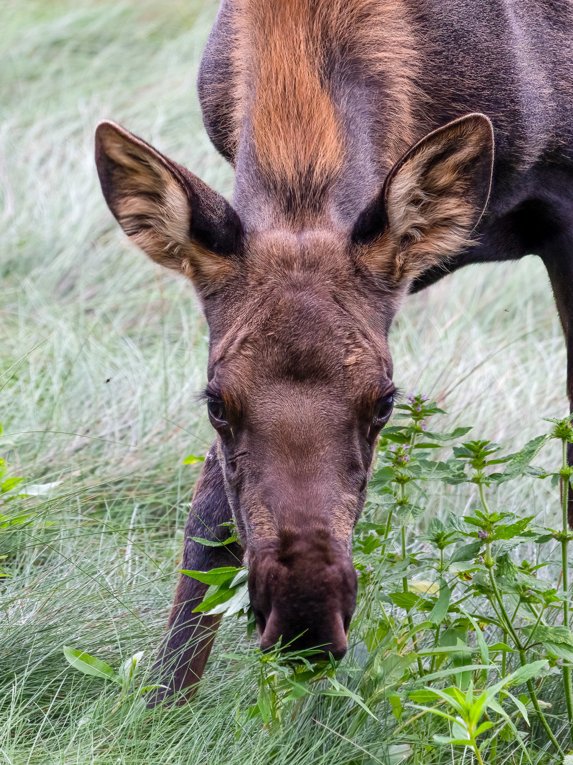 Los americký (Alces americanus), Aljaška, 07/2023