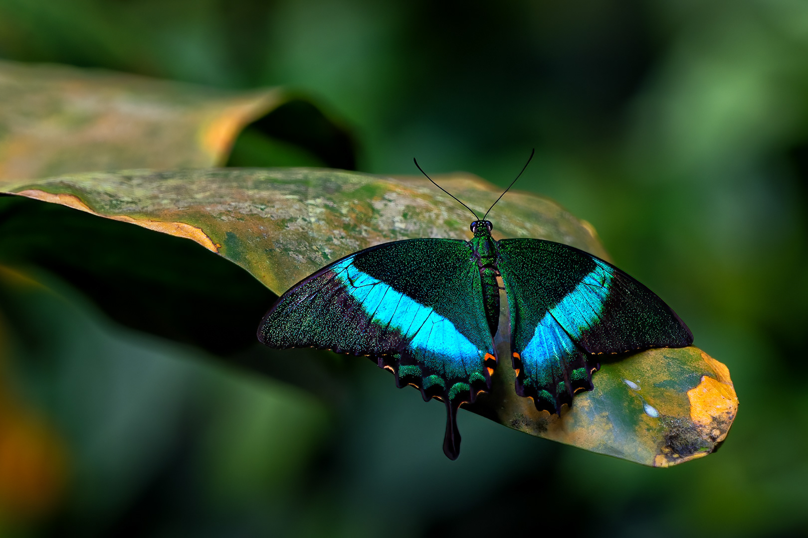Papilio palinurus, Fata Morgana, Praha, 05/2022