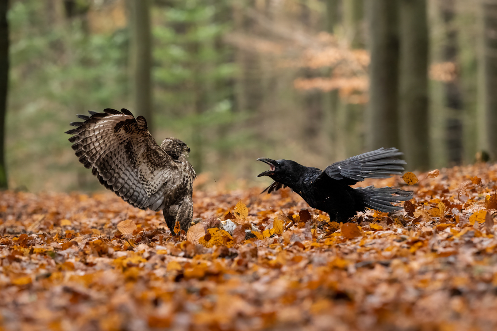 Káně lesní (Buteo buteo) a Krkavec velký (Corvus corax), boj o kořist, Vysočina, 11/2022