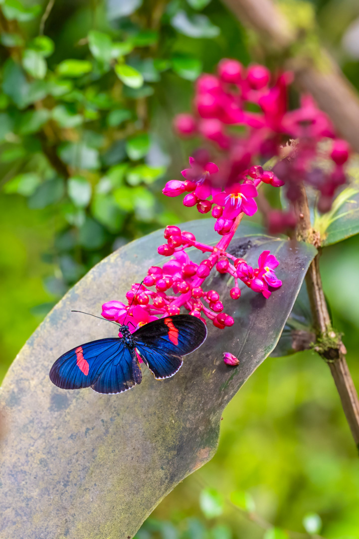 Heliconius melpomene (Postman butterfly), Fata Morgana, Praha, 05/2024