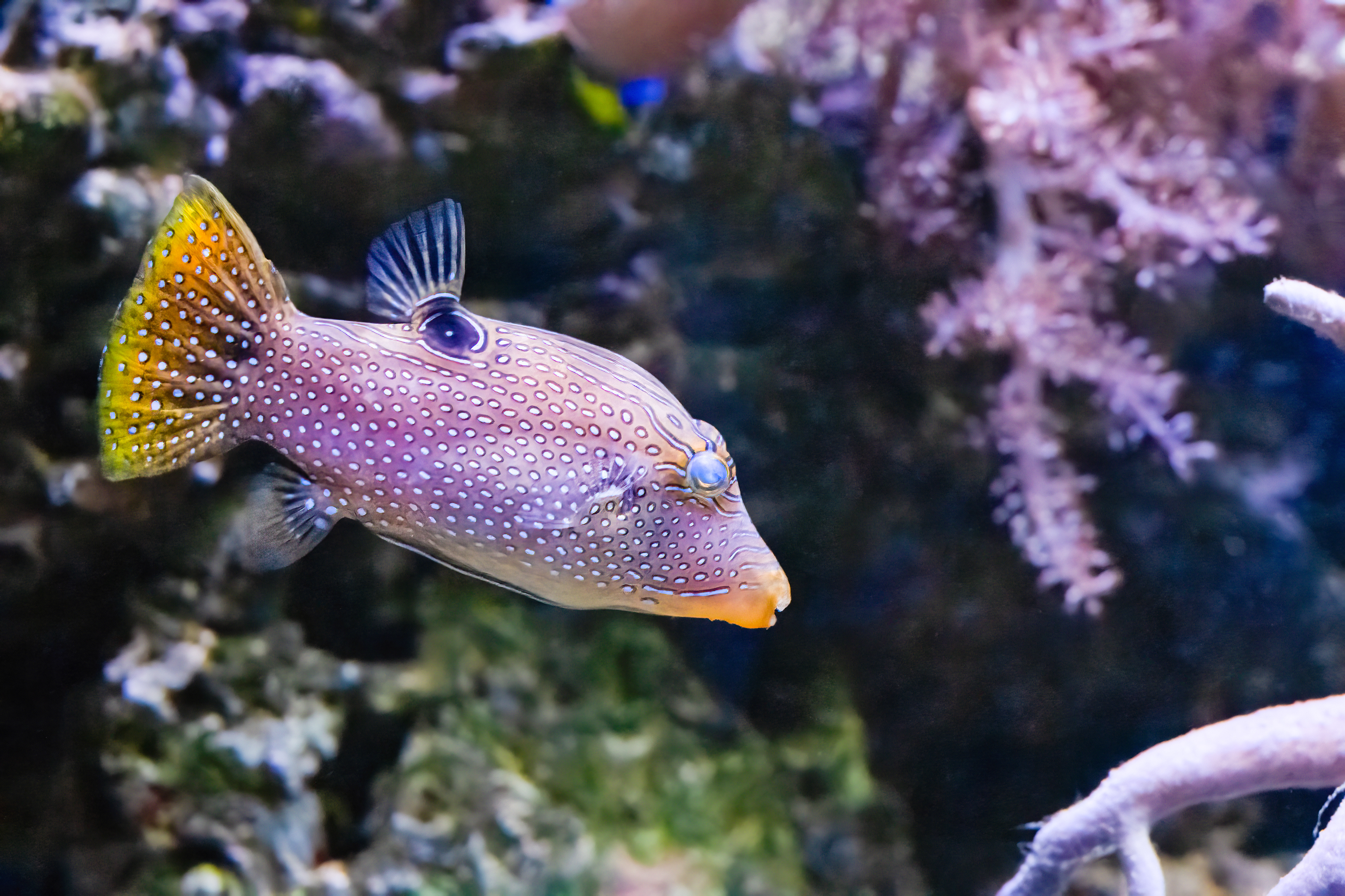 Hranobřich Solandrův (Canthigaster solandri)