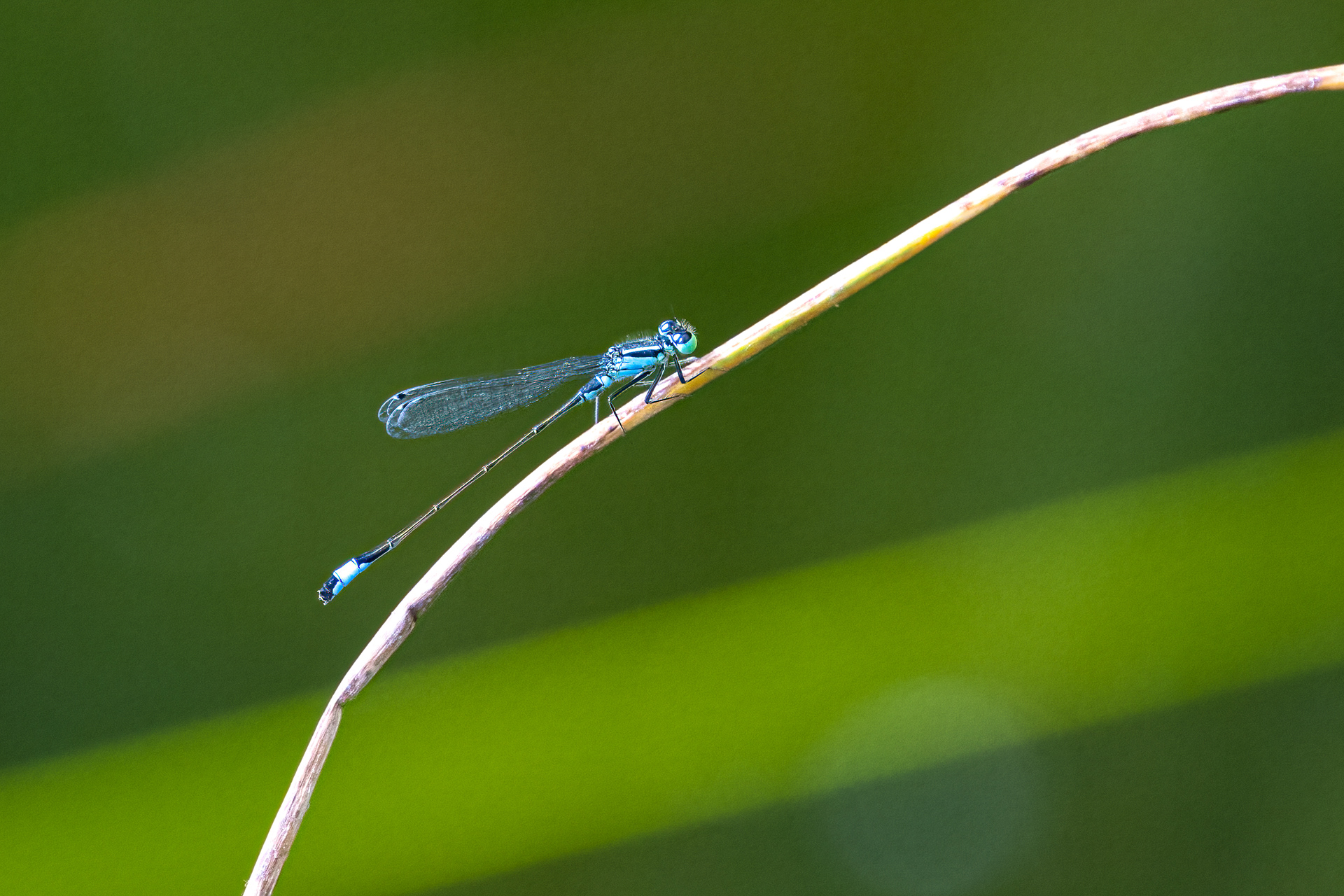 Šidélko větší (Ischnura elegans), Pyšely, 08/2024