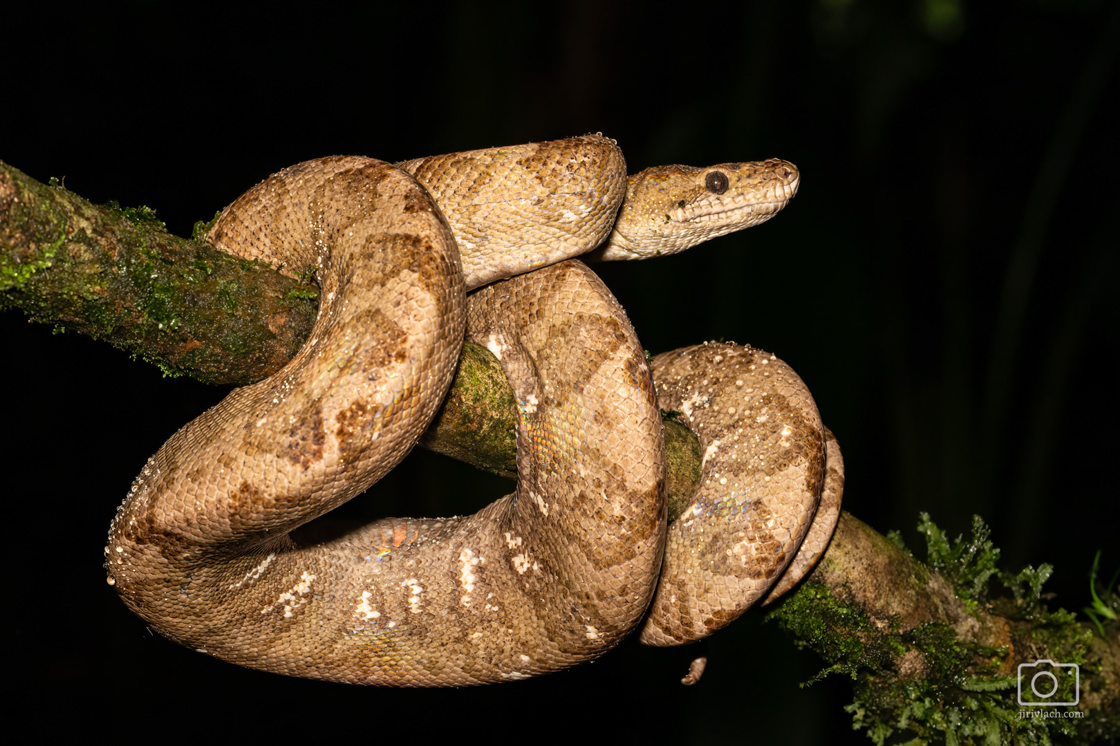 Psohlavec kroužkovaný (Ringed tree boa, Corallus annulatus)