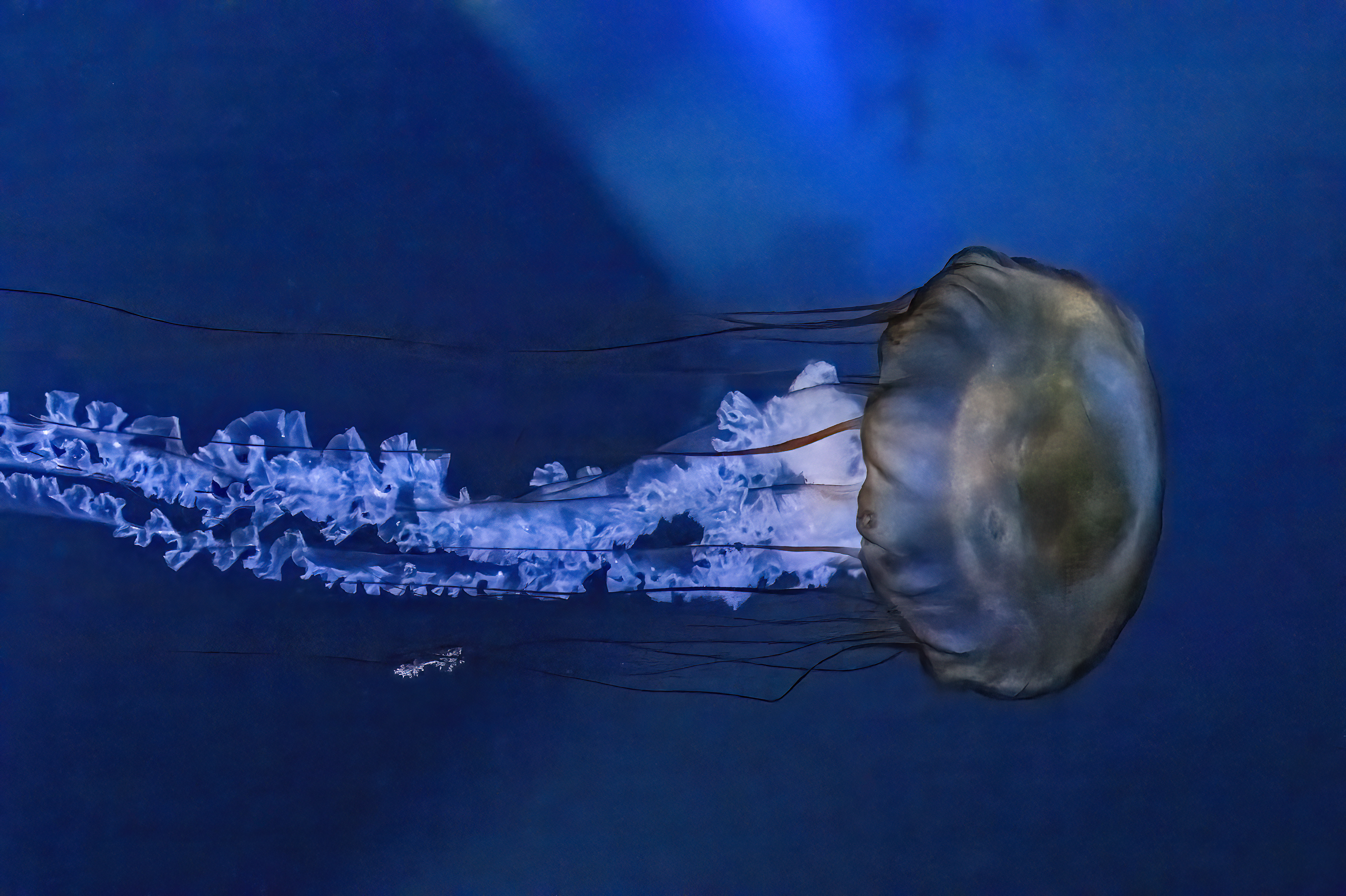 Talířovka východopacifická (Chrysaora fuscescens)