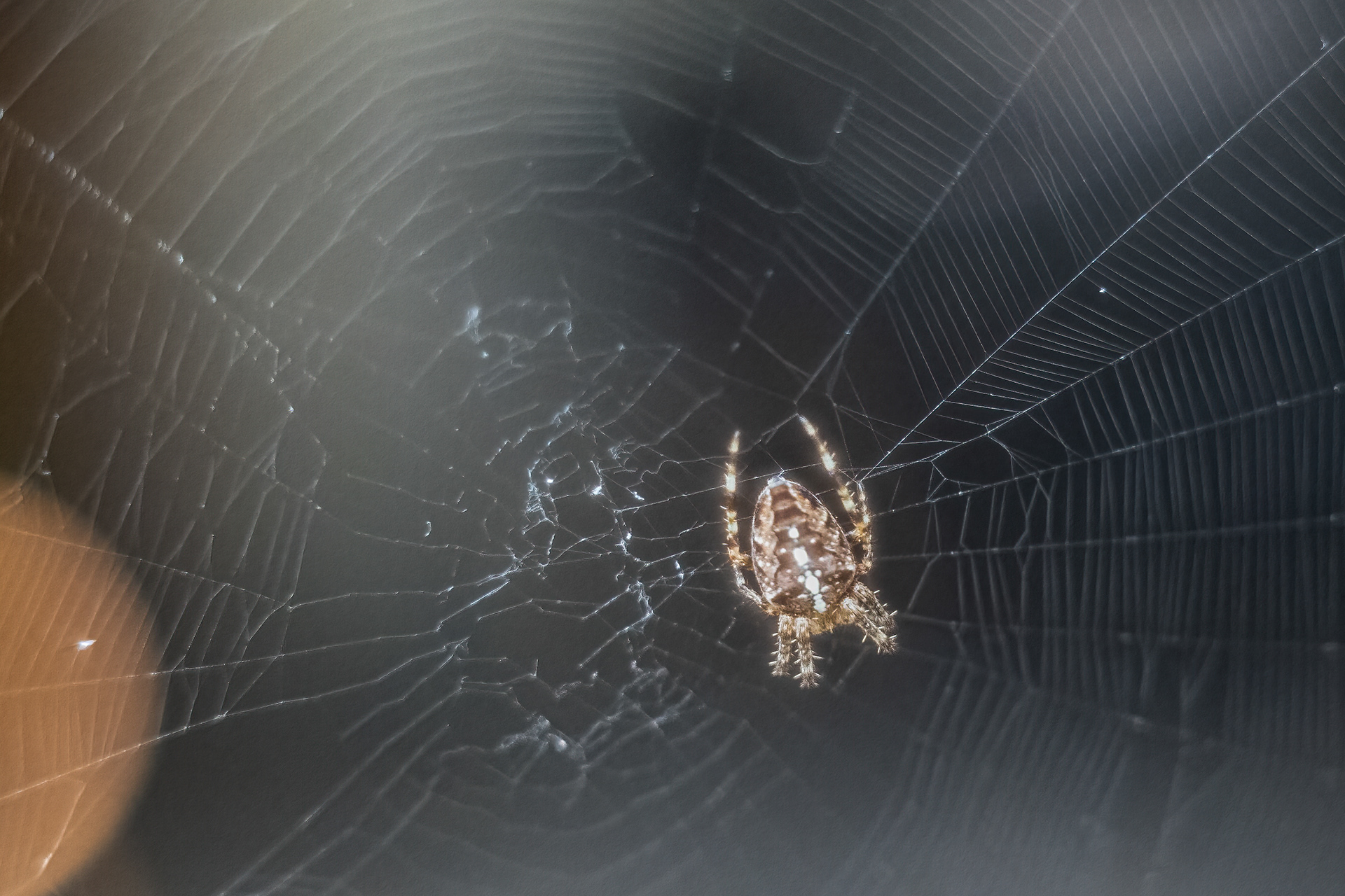 Křižák obecný (Araneus diadematus), Pyšely, 08/2024