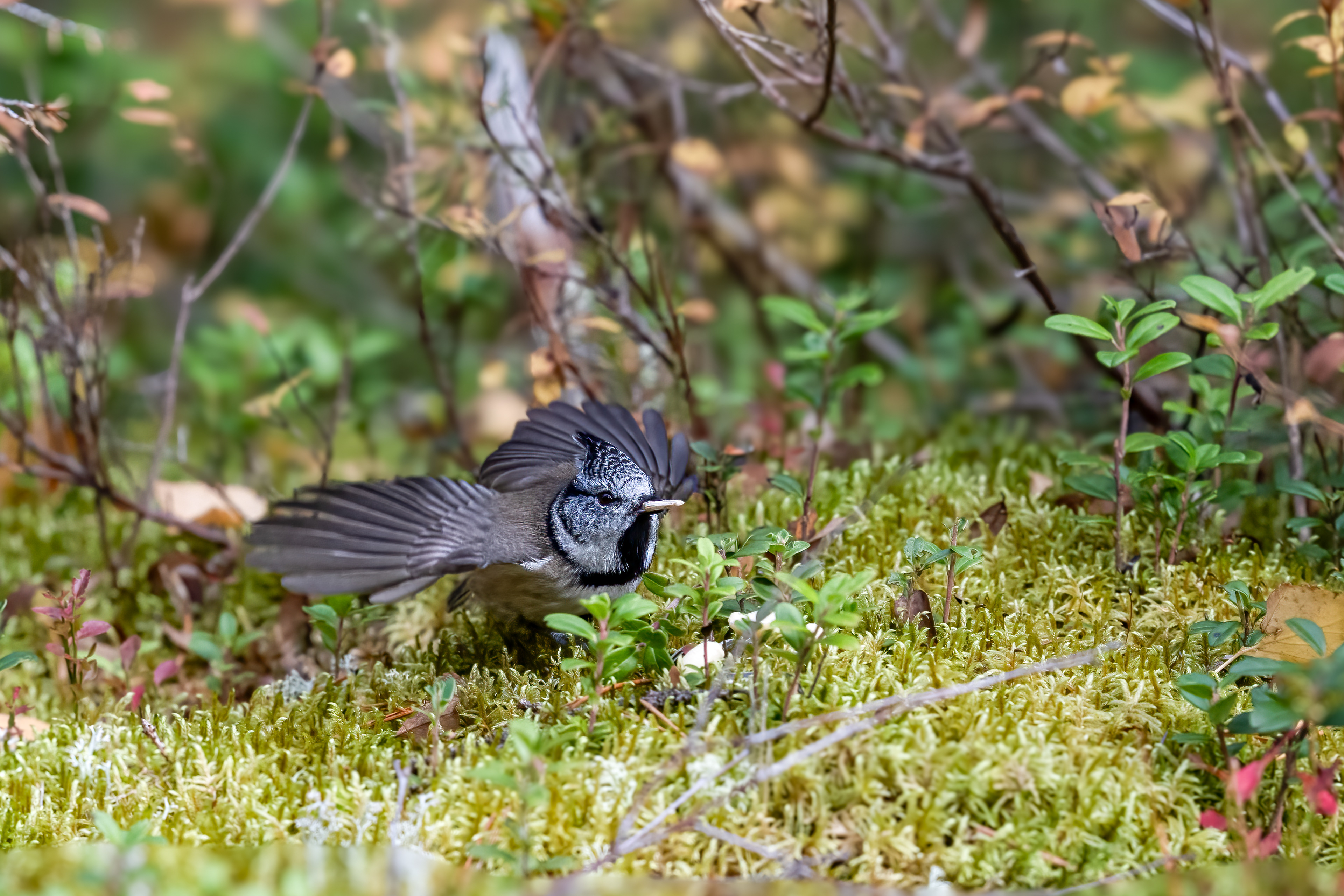 Sýkora parukářka (Parus cristatus), Finsko, 09/2025
