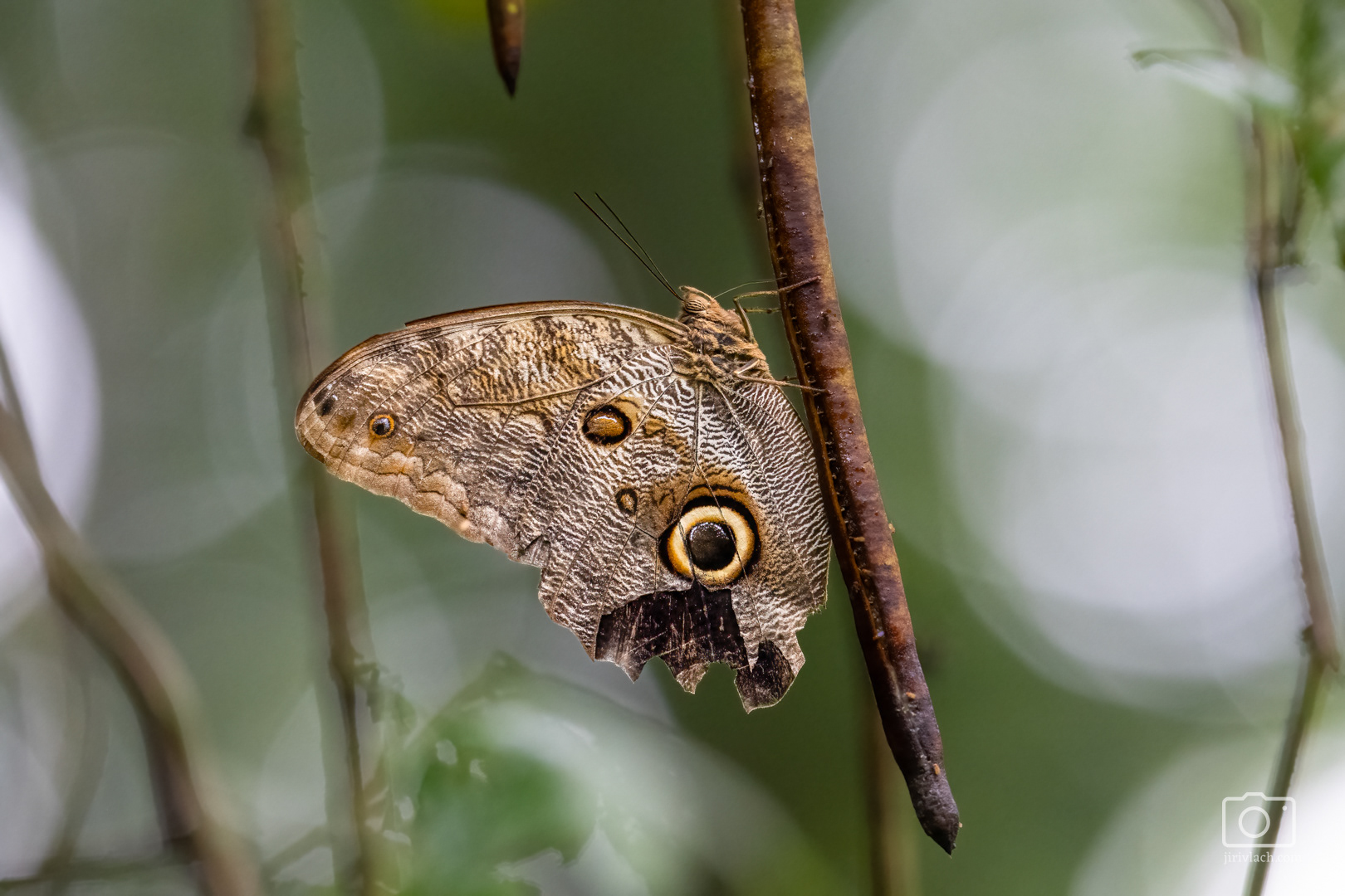 Dark owl butterfly (Caligo brasiliensis), Kostarika, 01/2025
