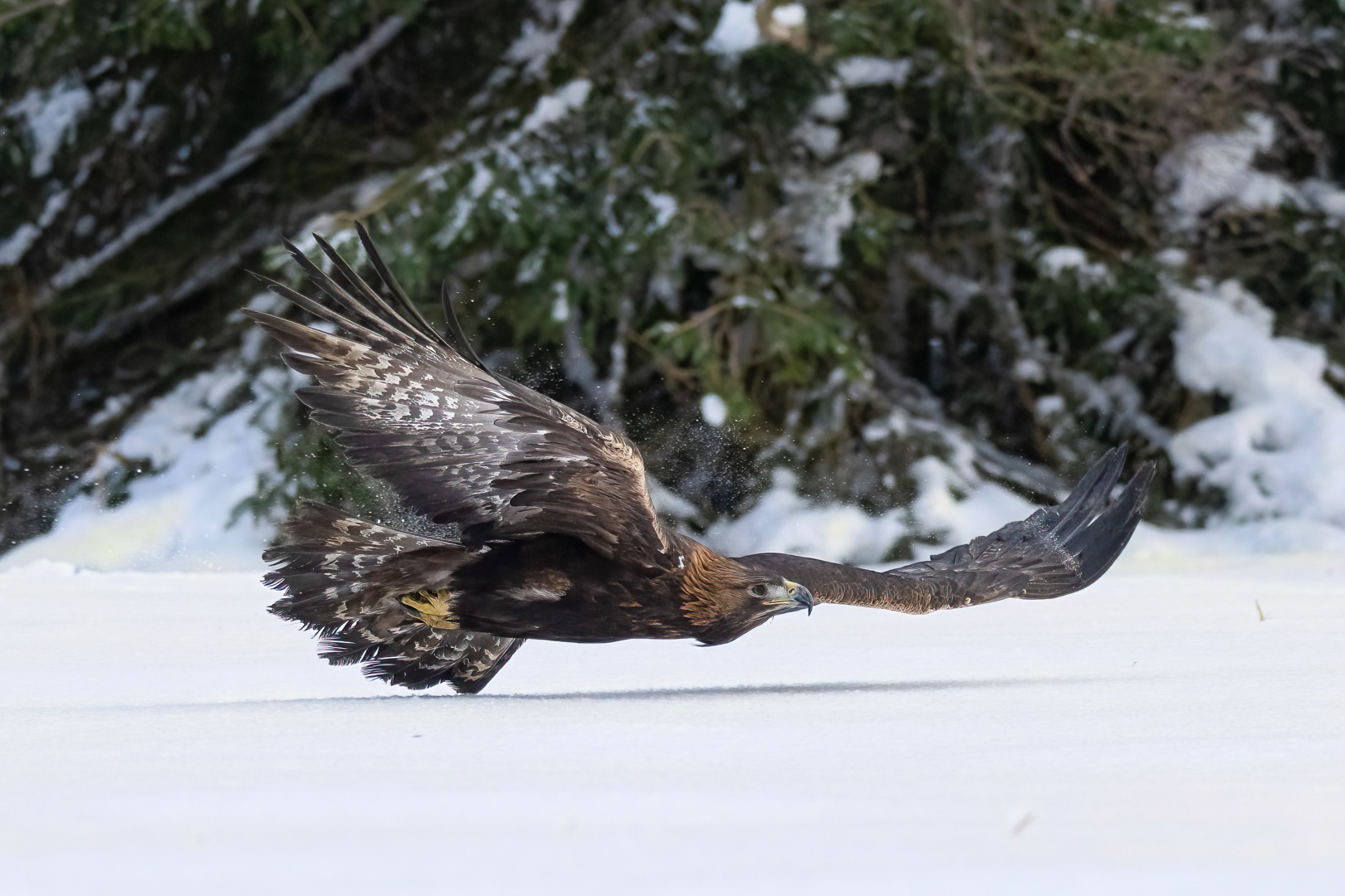 Orel skalní (Aquila chrysaetos), Vysočina, 03/2023