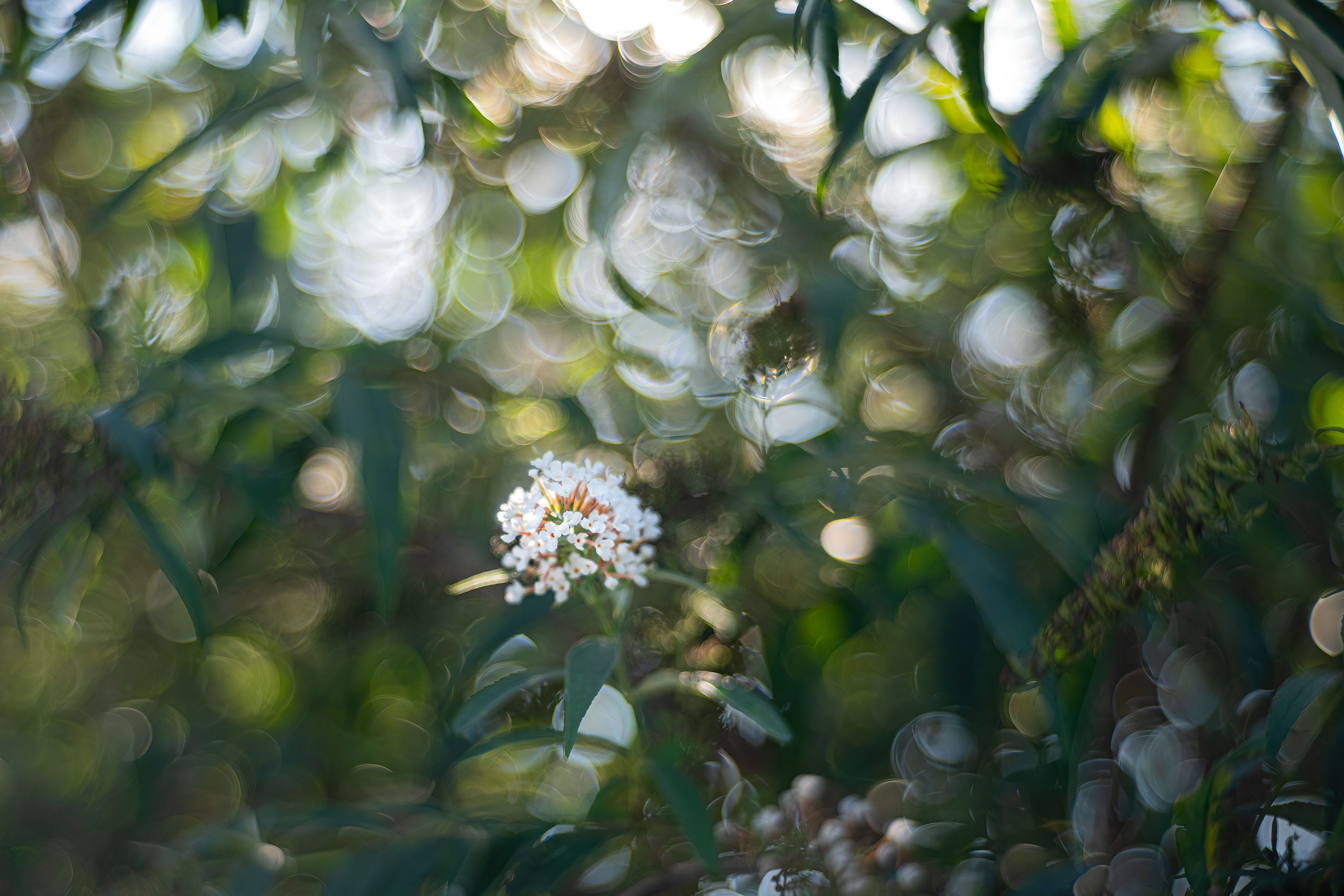 Komule Davidova (Buddleja davidii), Pyšely, 08/2024