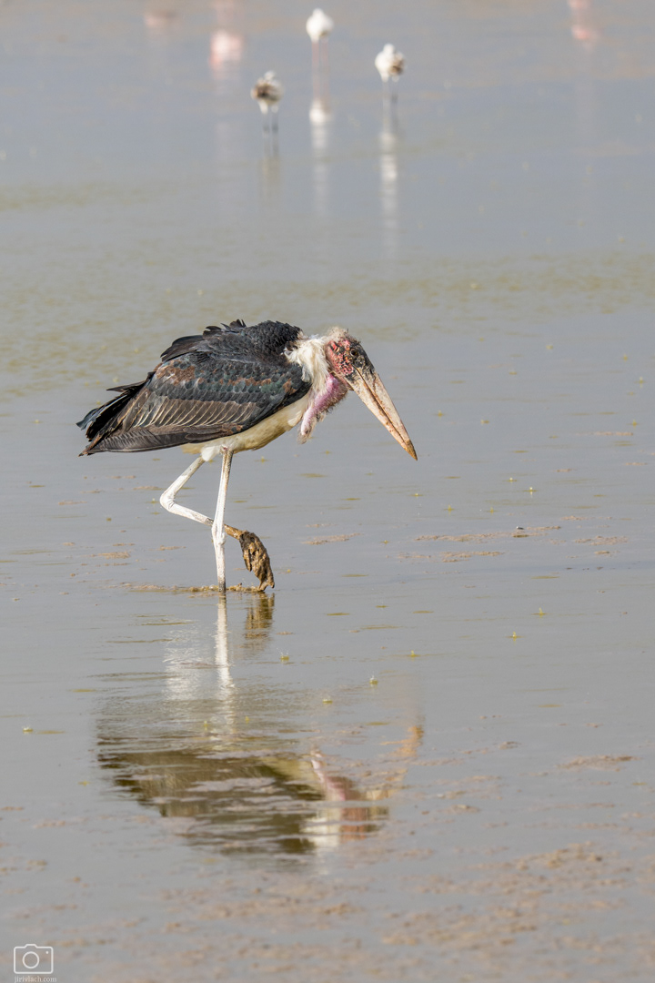 Marabu africký (Leptoptilos crumeniferus), Kenya, 12/2025