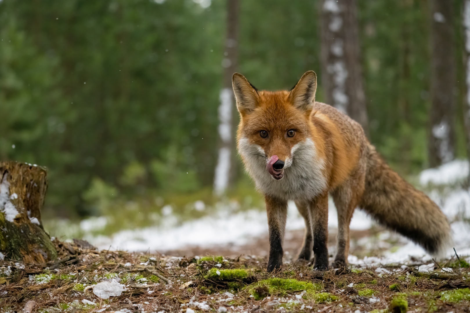 Liška obecná (Vulpes vulpes), Vysočina, 03/2023