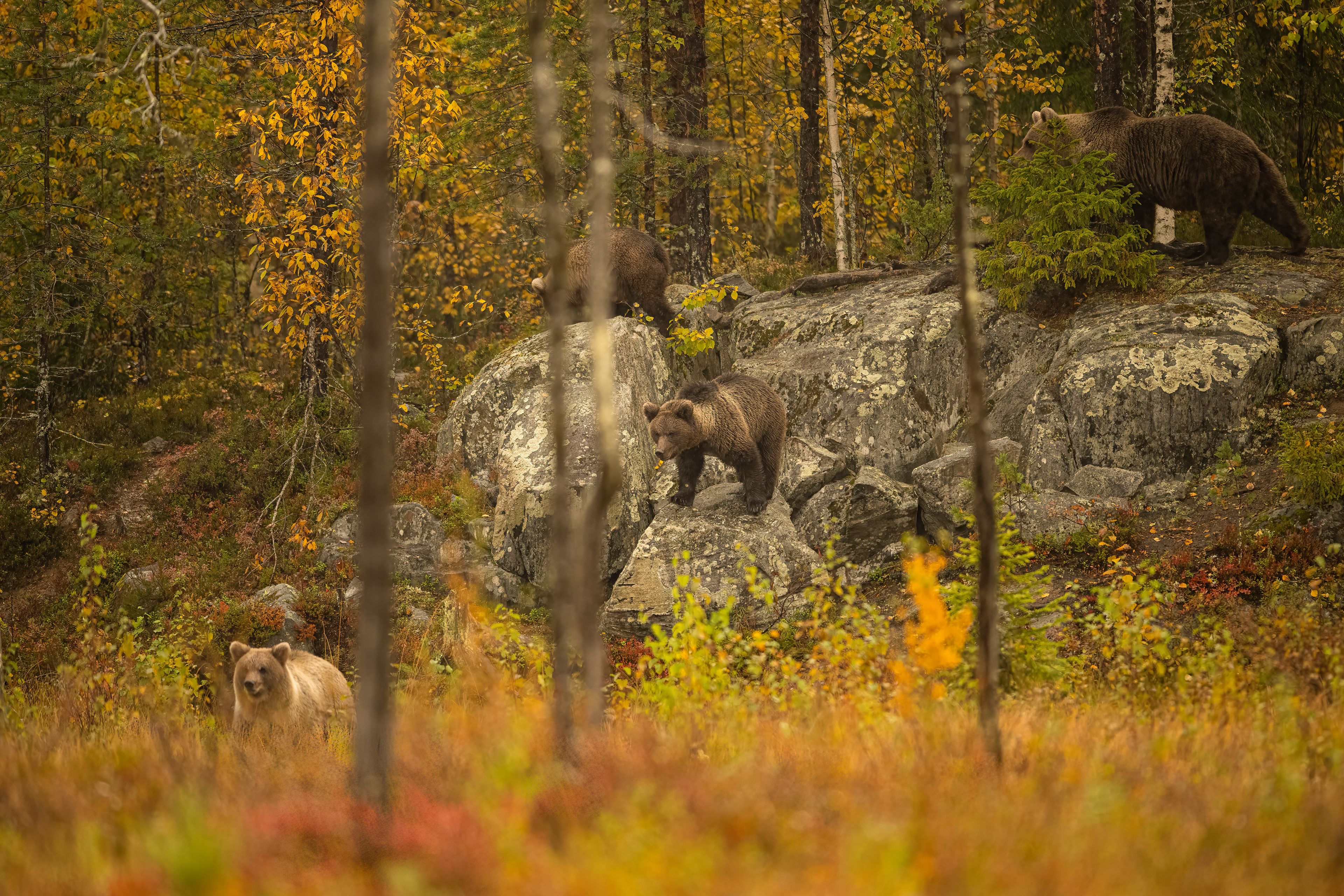 Medvěd hnědý (Ursus arctos), Finsko, 09/2022