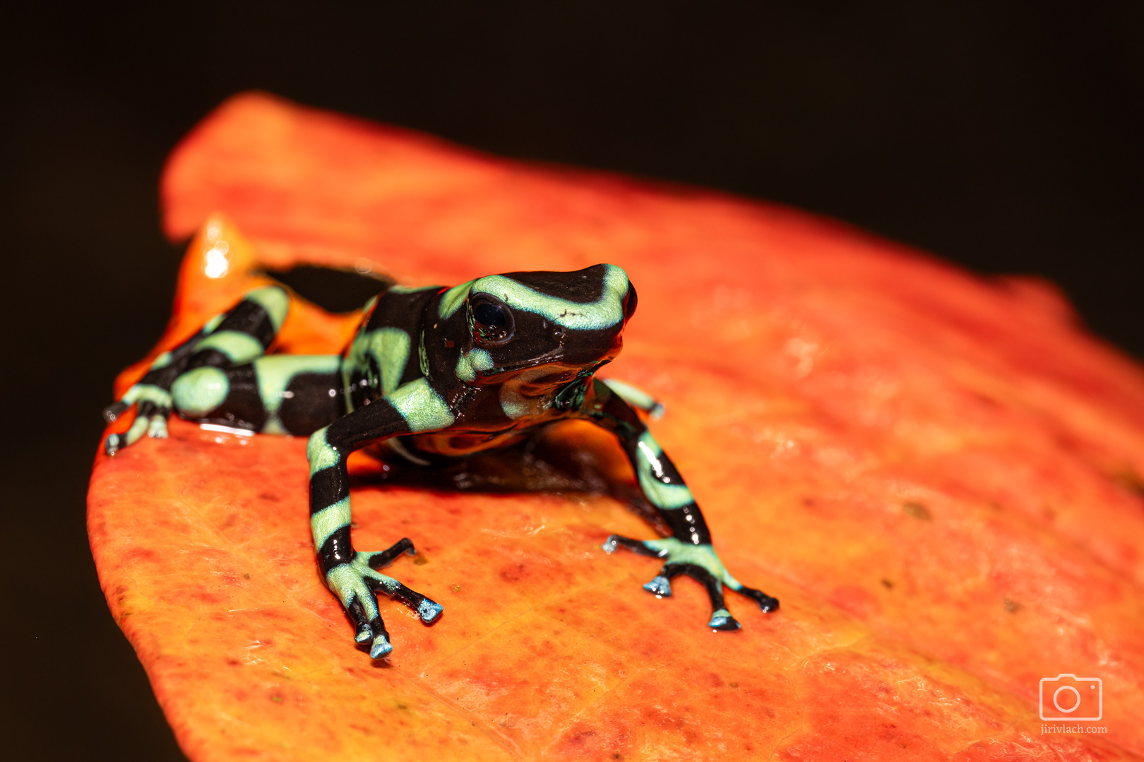 Pralesnička batiková (Green and black poison dart frog, Dendrobates auratus)