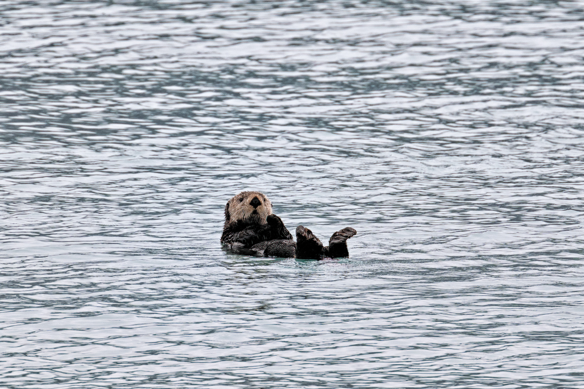 Vydra mořská (Enhydra lutris), Aljaška, 07/2023