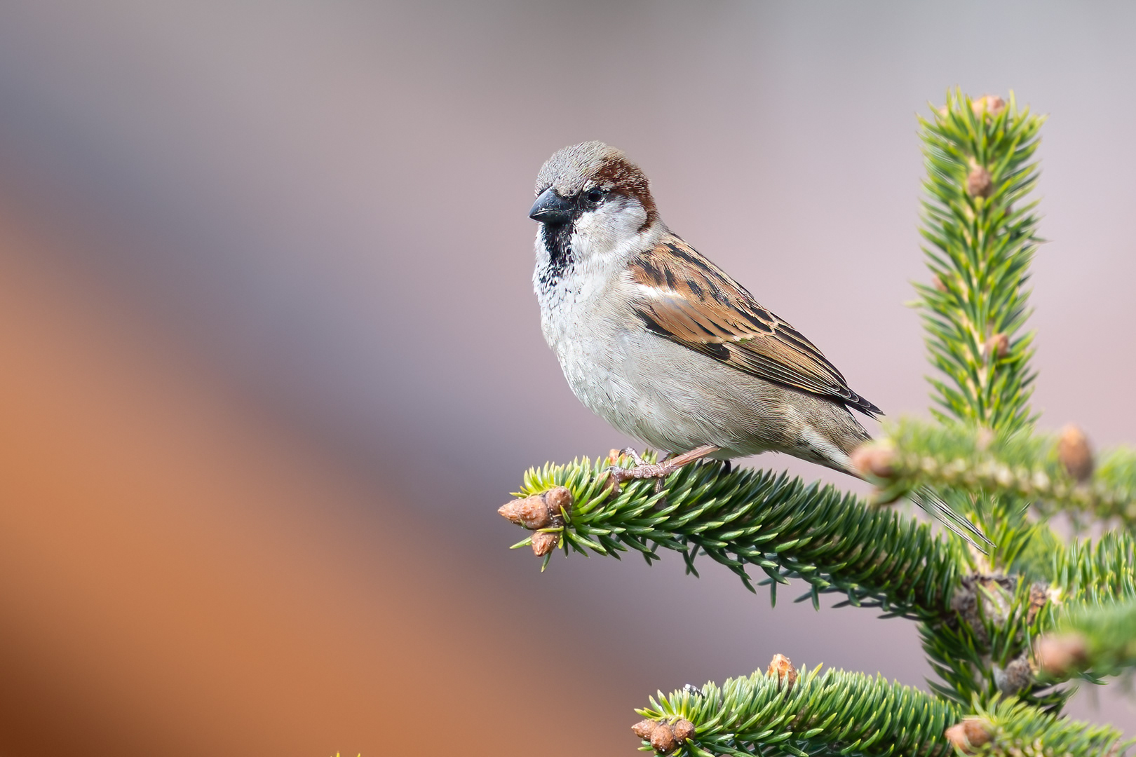 Vrabec domácí (Passer domesticus), Pyšely, 03/2024