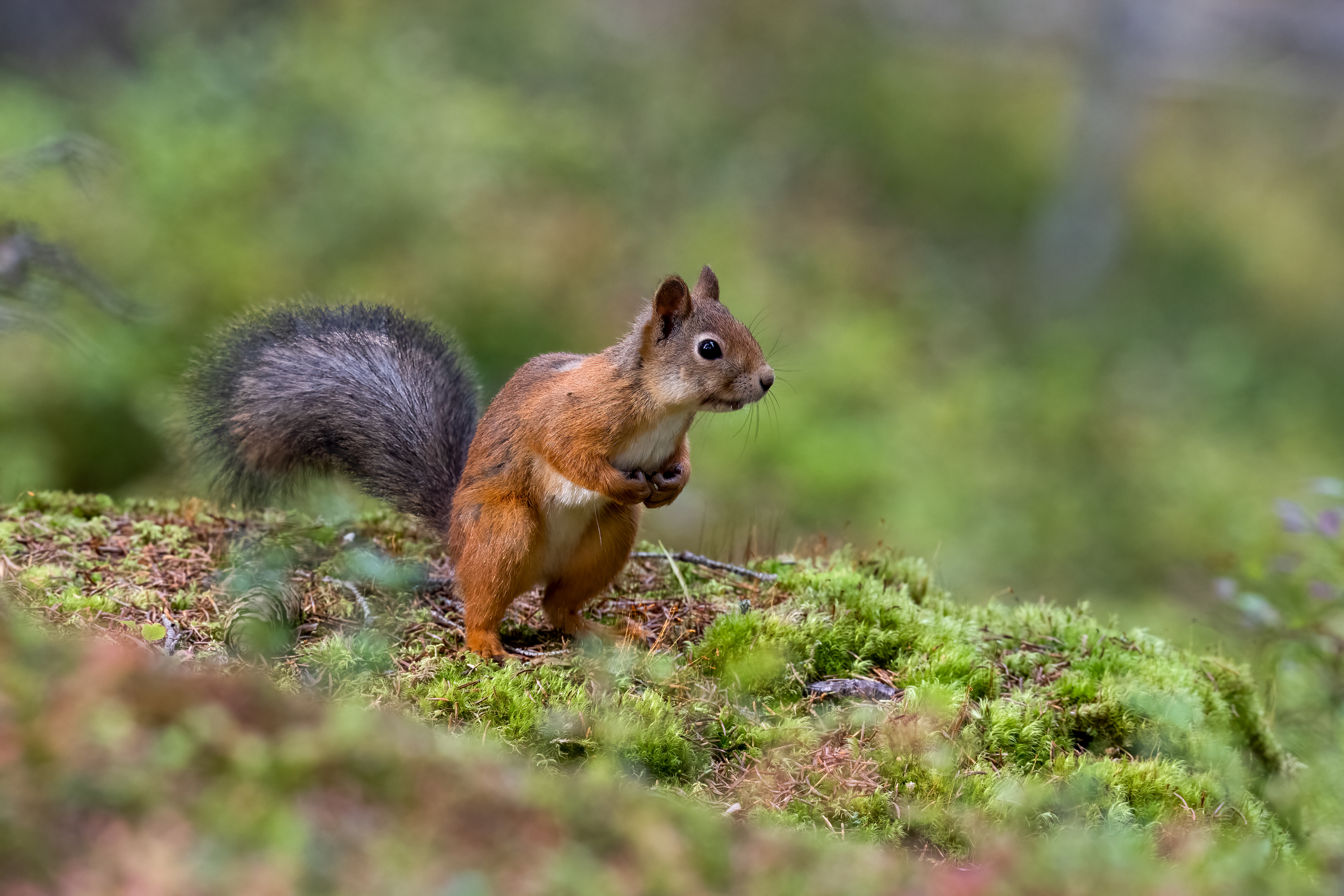 Veverka obecná (Sciurus vulgaris), Finsko, 09/2025