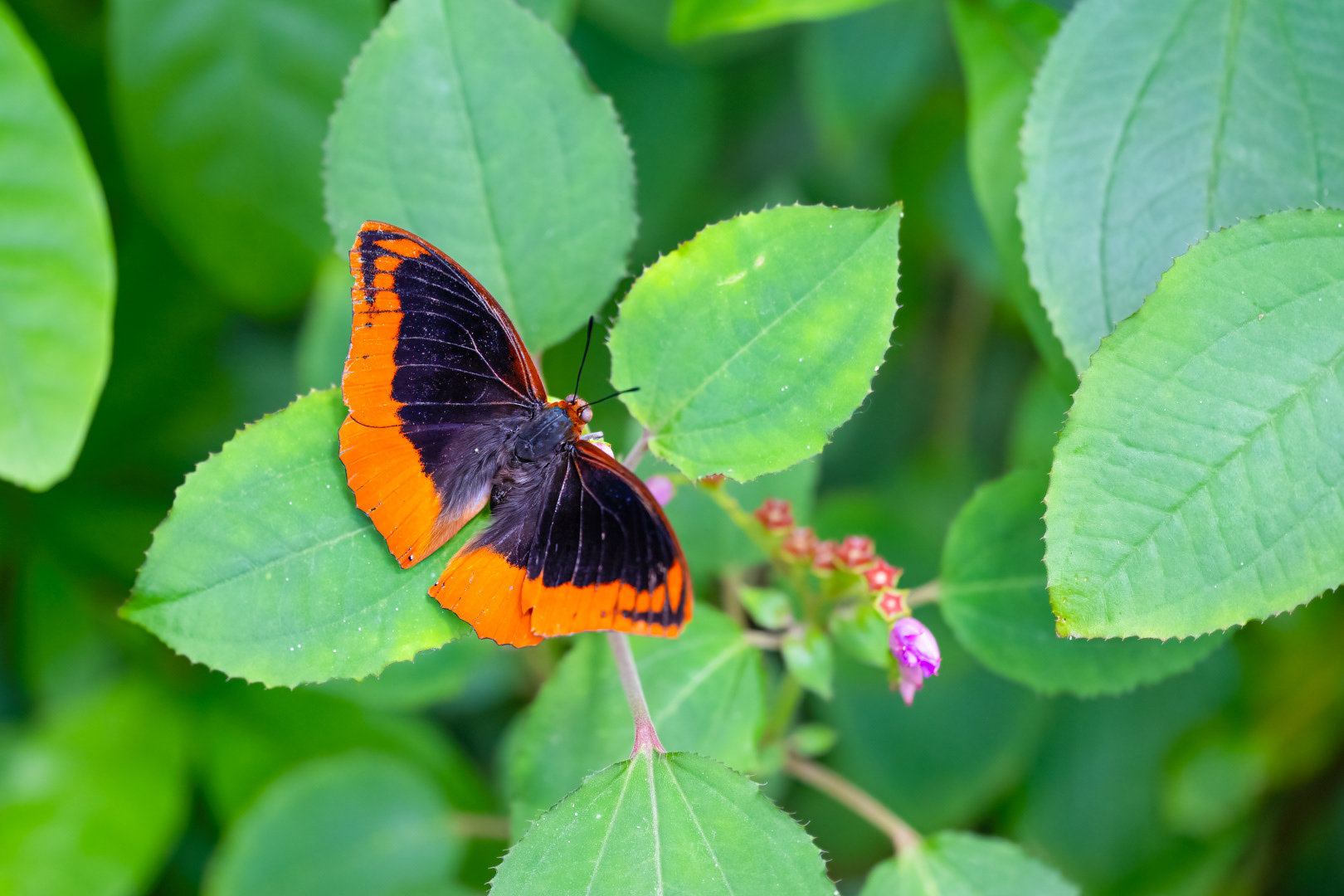 Charaxes protoclea (Flame-bordered Emperor), Fata Morgana, Praha, 05/2024