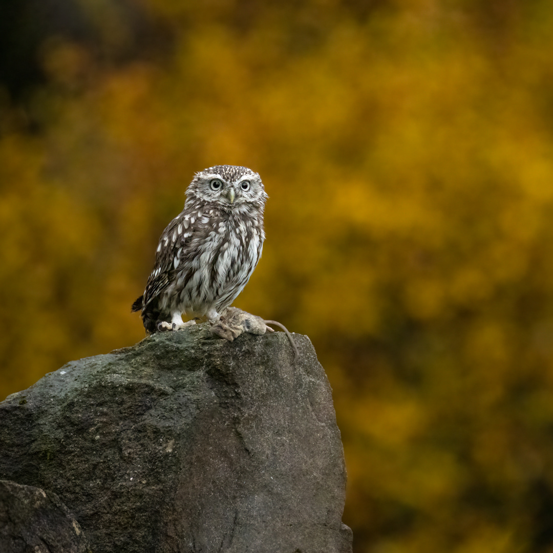 Sýček obecný (Athene noctua), Vysočina, 11/2022